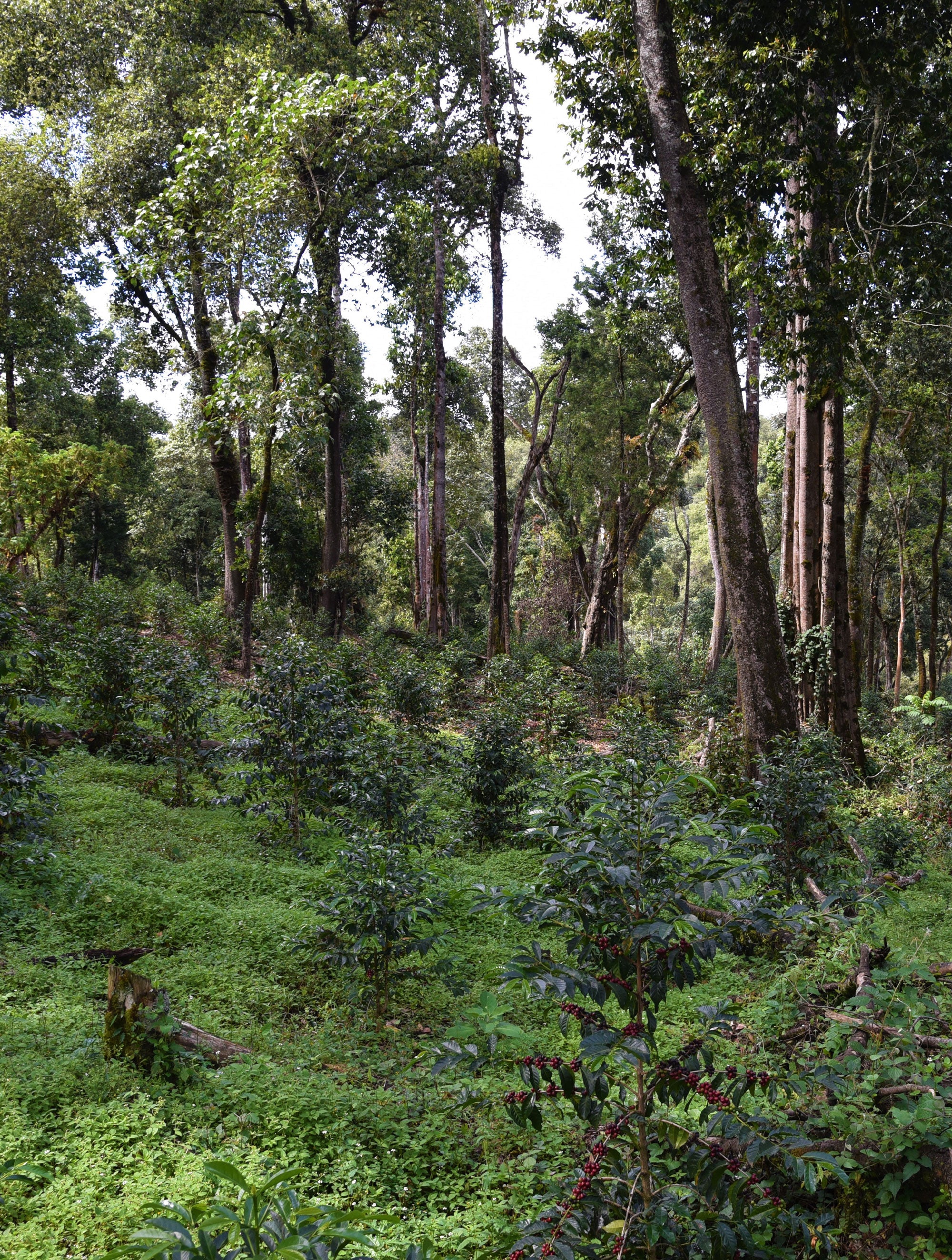 supremo-guji-bio-thiopien-filterkaffee-washed image 8