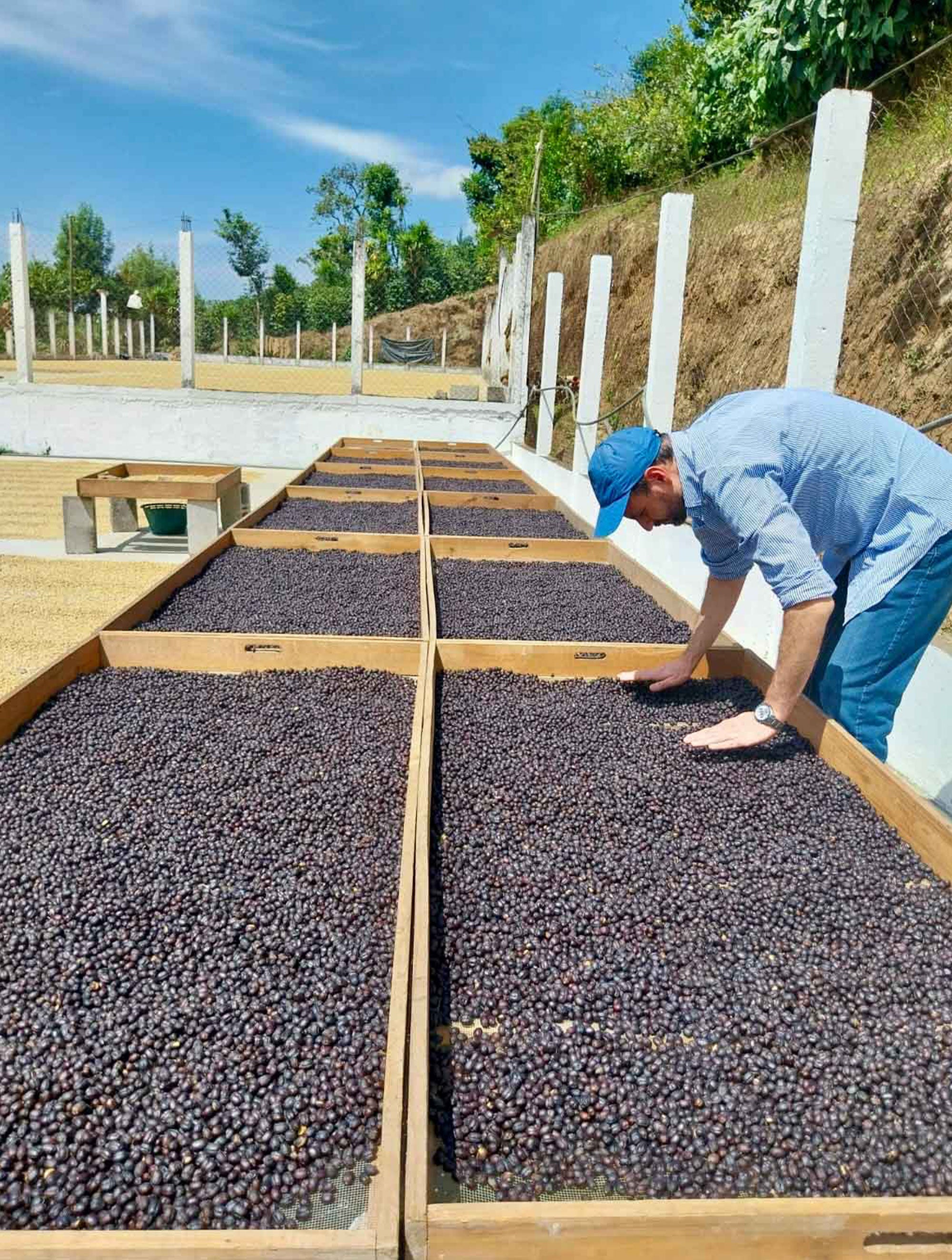 supremo-ponderosa-coe-filterkaffee-guatemala-pacamara-natural image 6