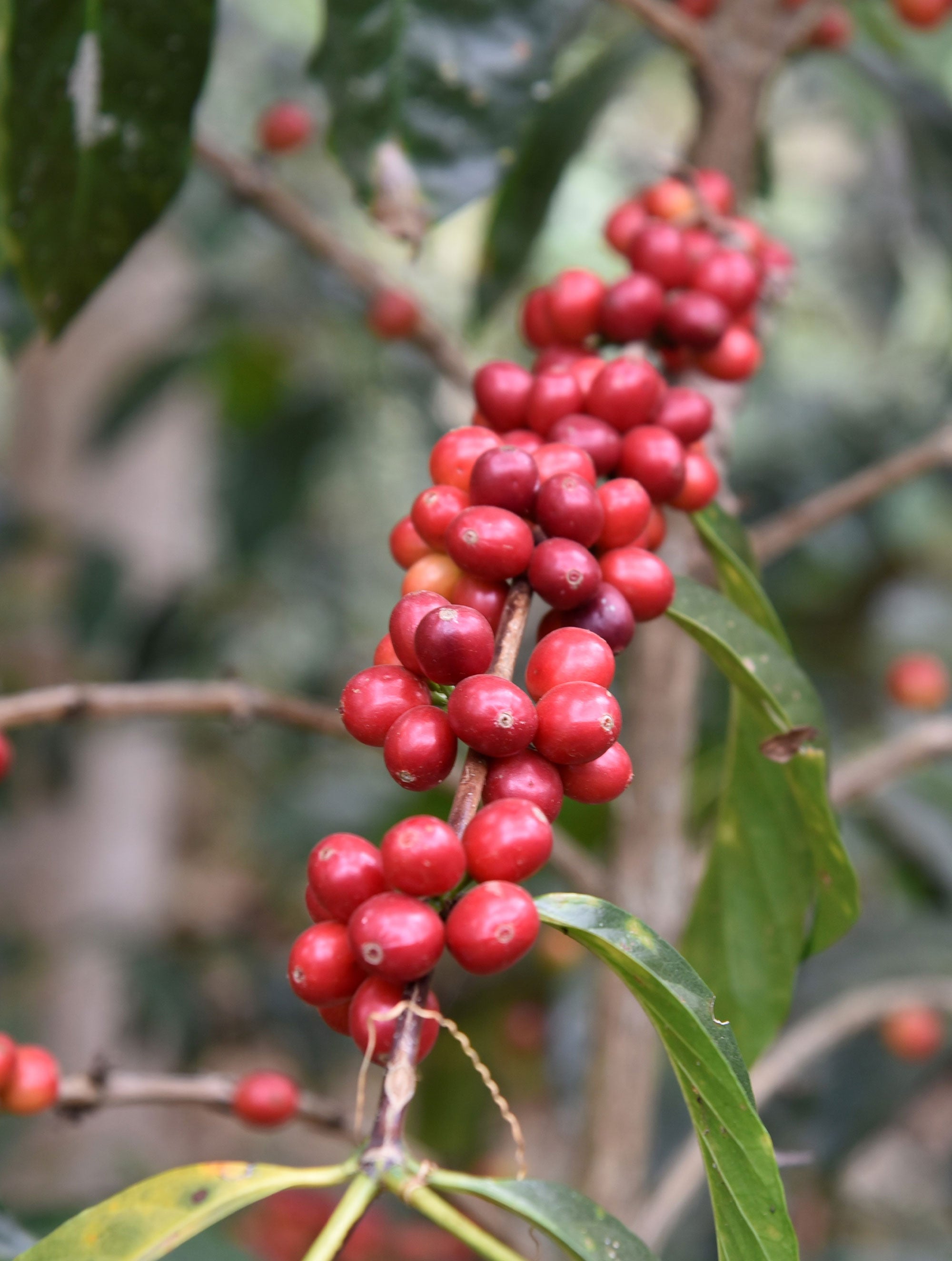 supremo-guji-bio-thiopien-filterkaffee-washed image 5