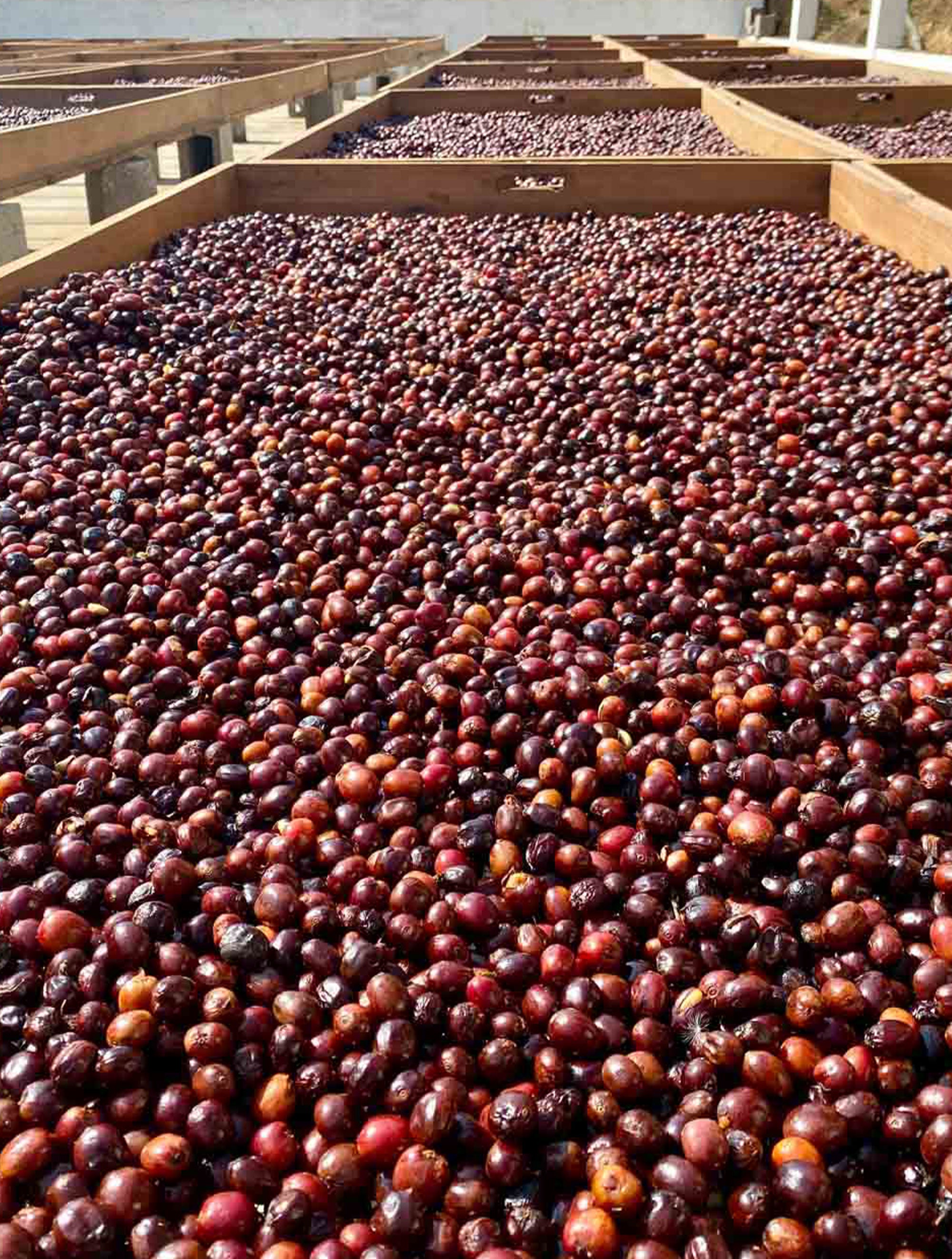 supremo-ponderosa-coe-filterkaffee-guatemala-pacamara-natural image 7