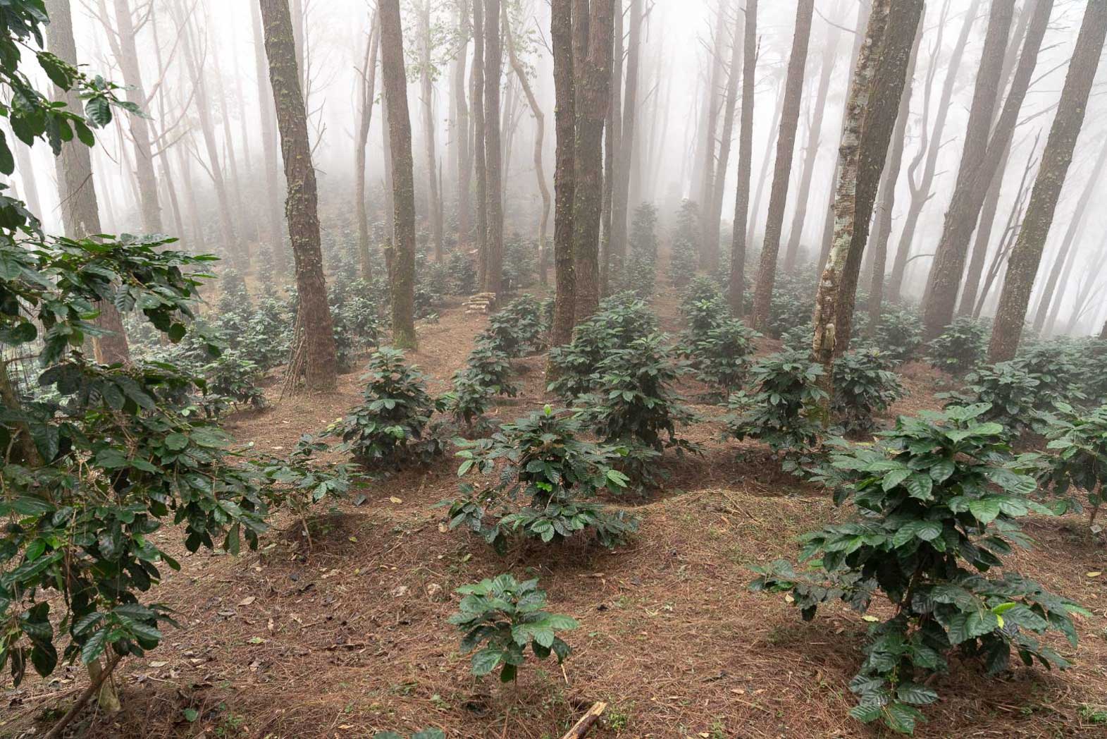 supremo-doi-tung-coe-filterkaffee-thailand-cup-of-excellence image 8