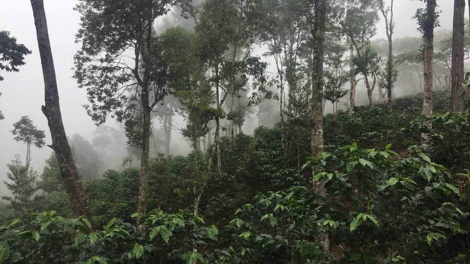 supremo-yellow-pacamara-filterkaffee-microlot-natural image 4
