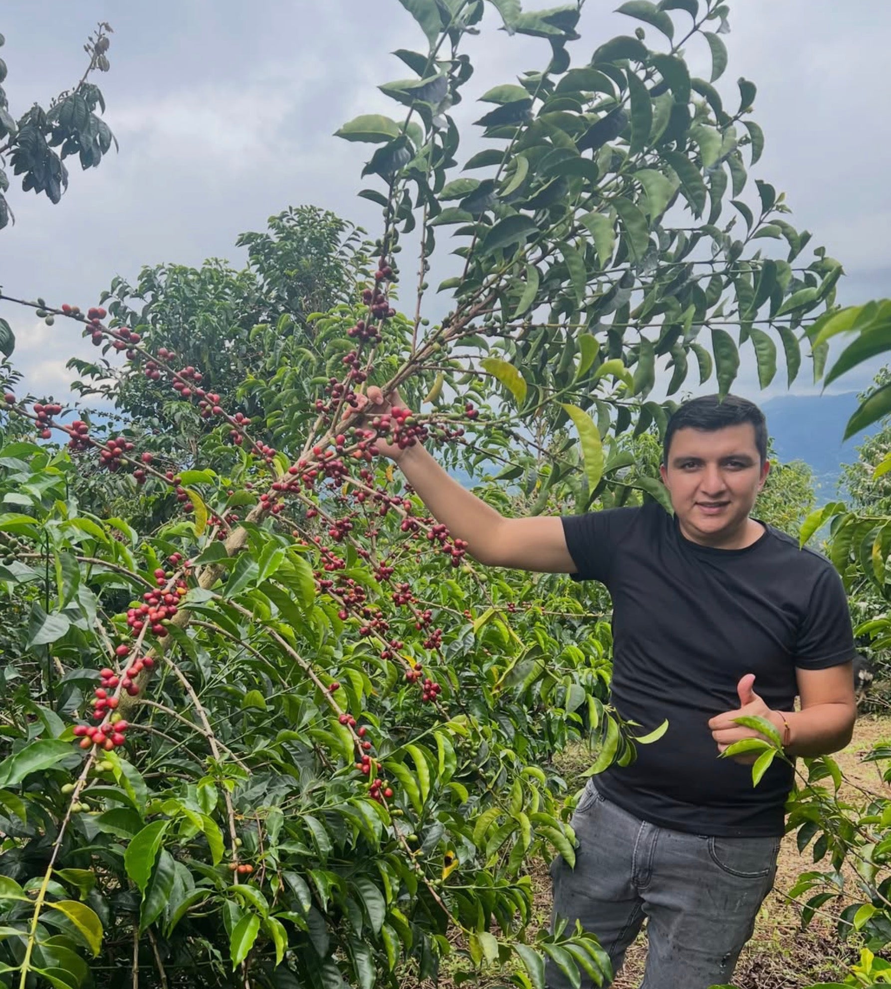 supremo-pink-bourbon-kolumbien-microlot-finca-el-diviso-washed image 5