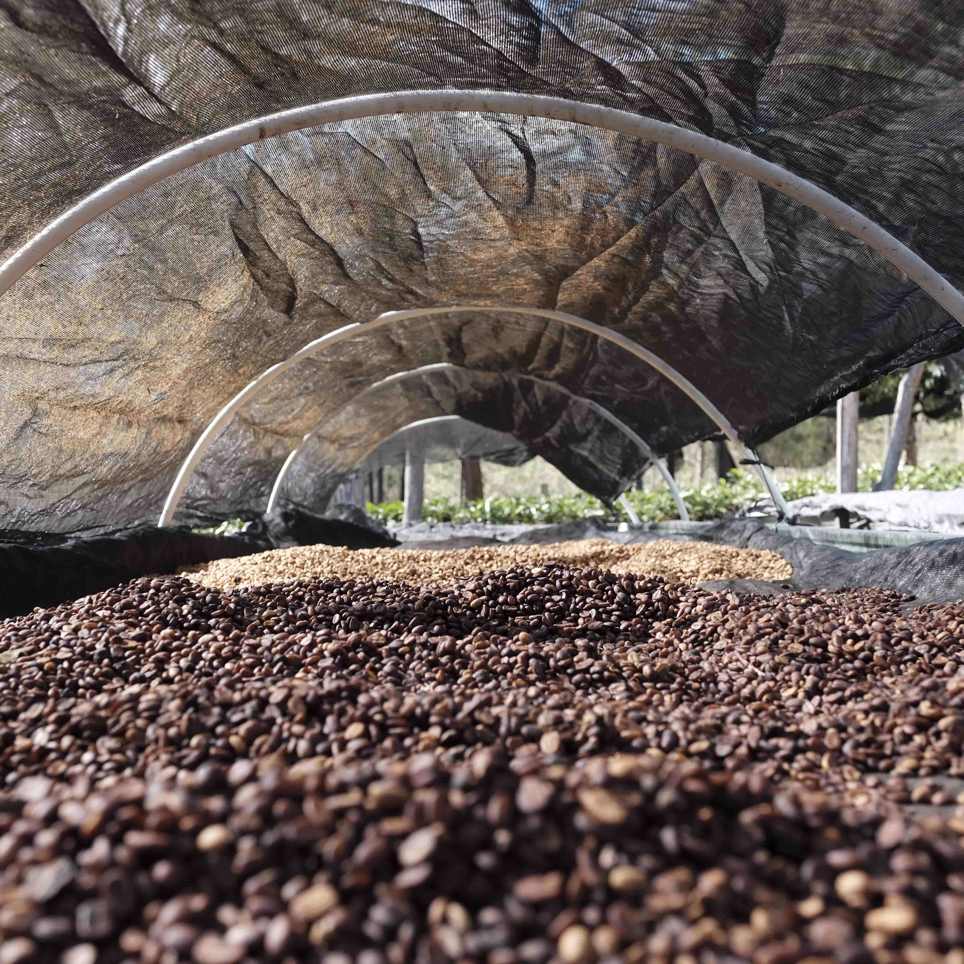 elbgold-mischgold-filterkaffee-blend image 6