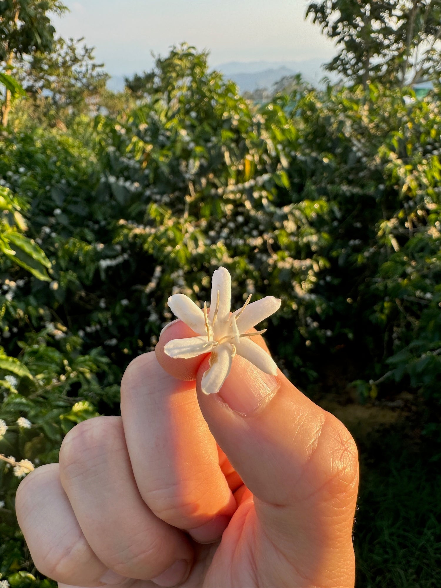 supremo-to-o-wush-wush-costa-rica-microlot-filterkaffee image 3