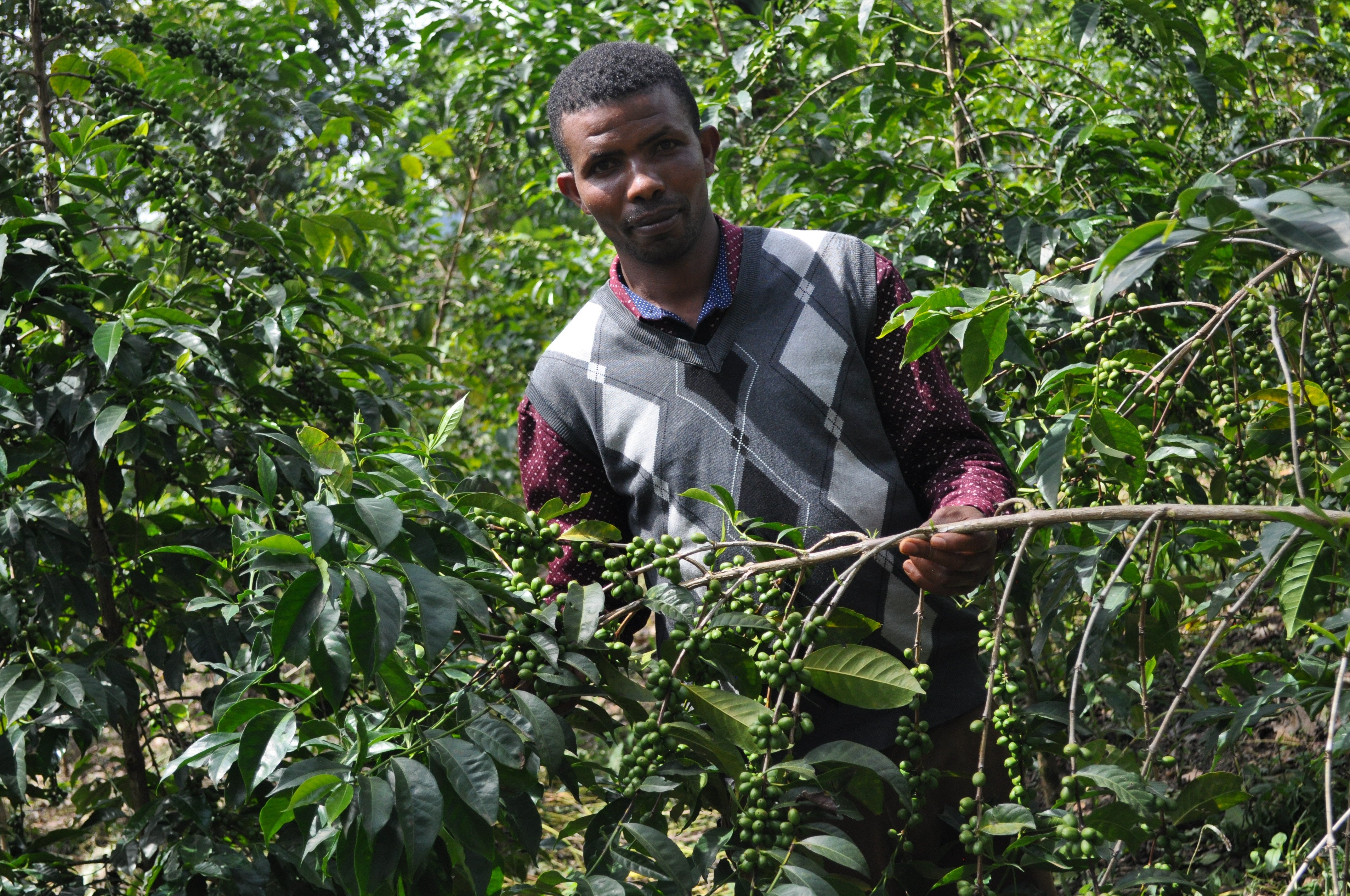 supremo-shakiso-espresso-single-origin-bio-thiopien-natural image 6