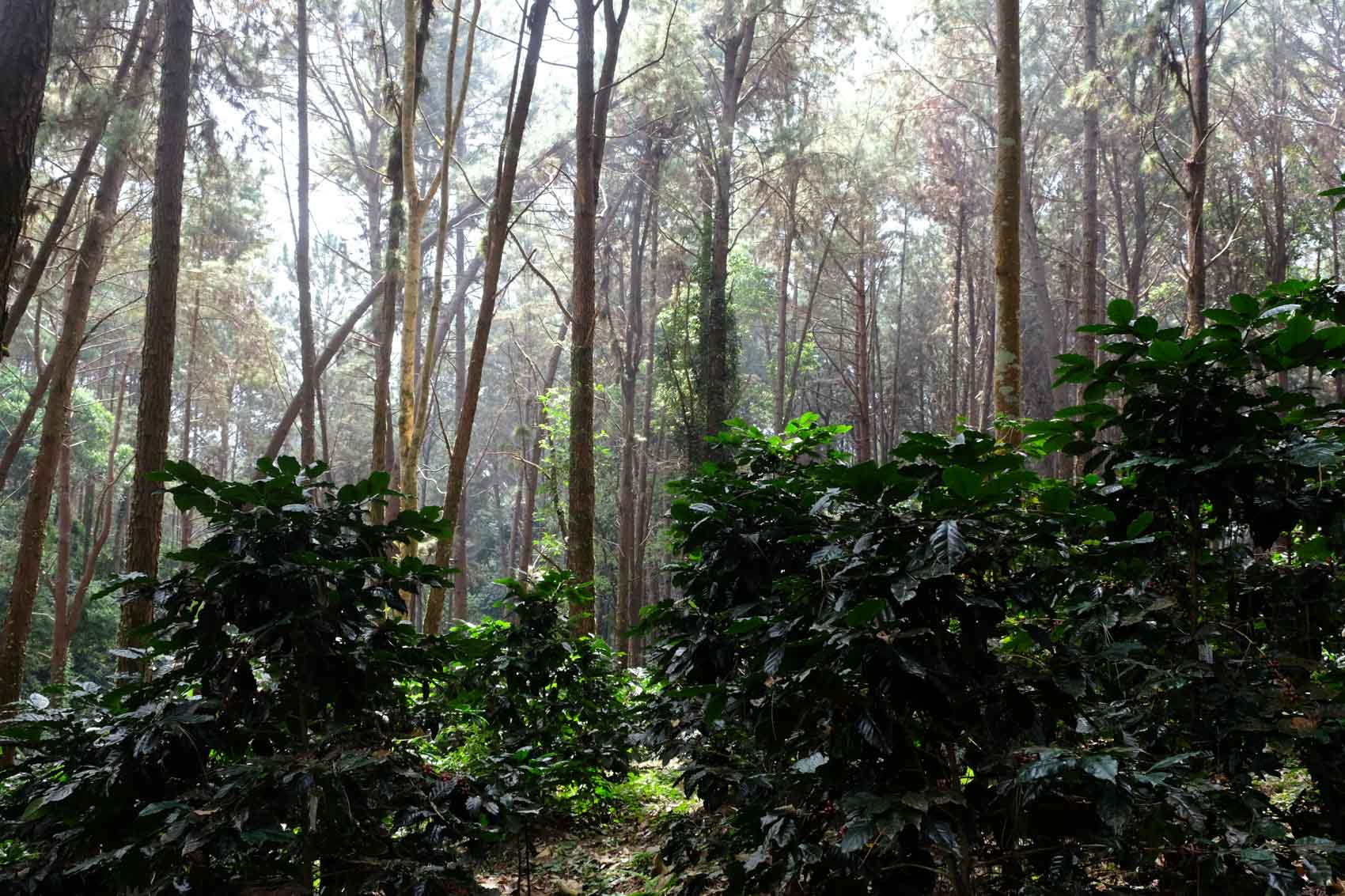 supremo-doi-tung-coe-filterkaffee-thailand-cup-of-excellence image 4