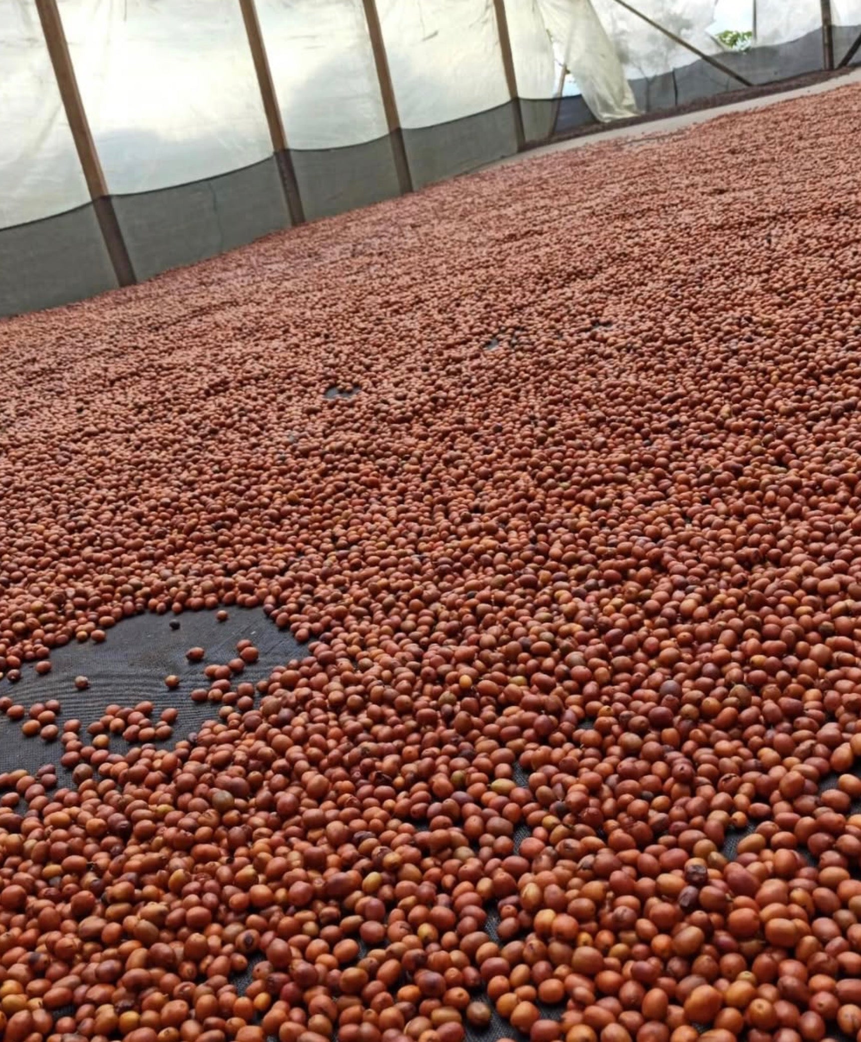 supremo-pink-bourbon-kolumbien-microlot-finca-el-diviso-washed image 6