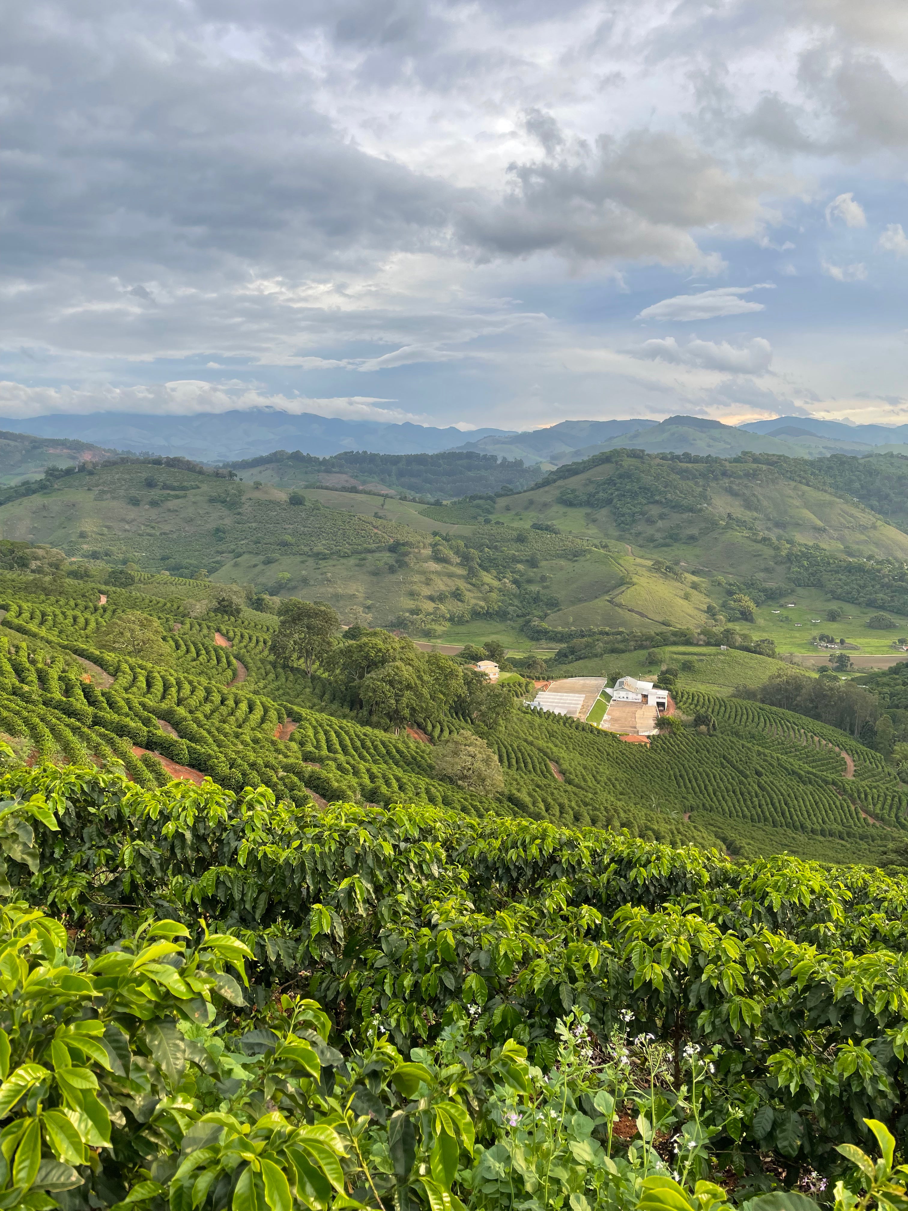 supremo-sitio-baix-dao-brasilien-filterkaffee-yellow-catuca-natural-cup-of-excel image 7