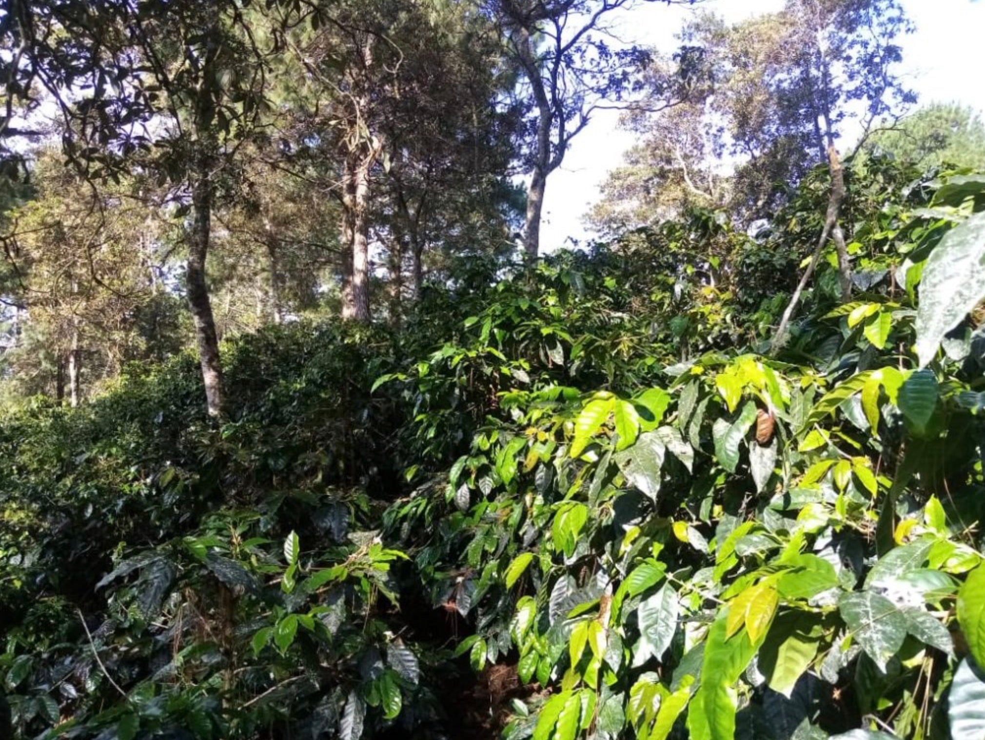 supremo-la-salvaje-coe-geisha-filterkaffee-honduras-la-paz image 4