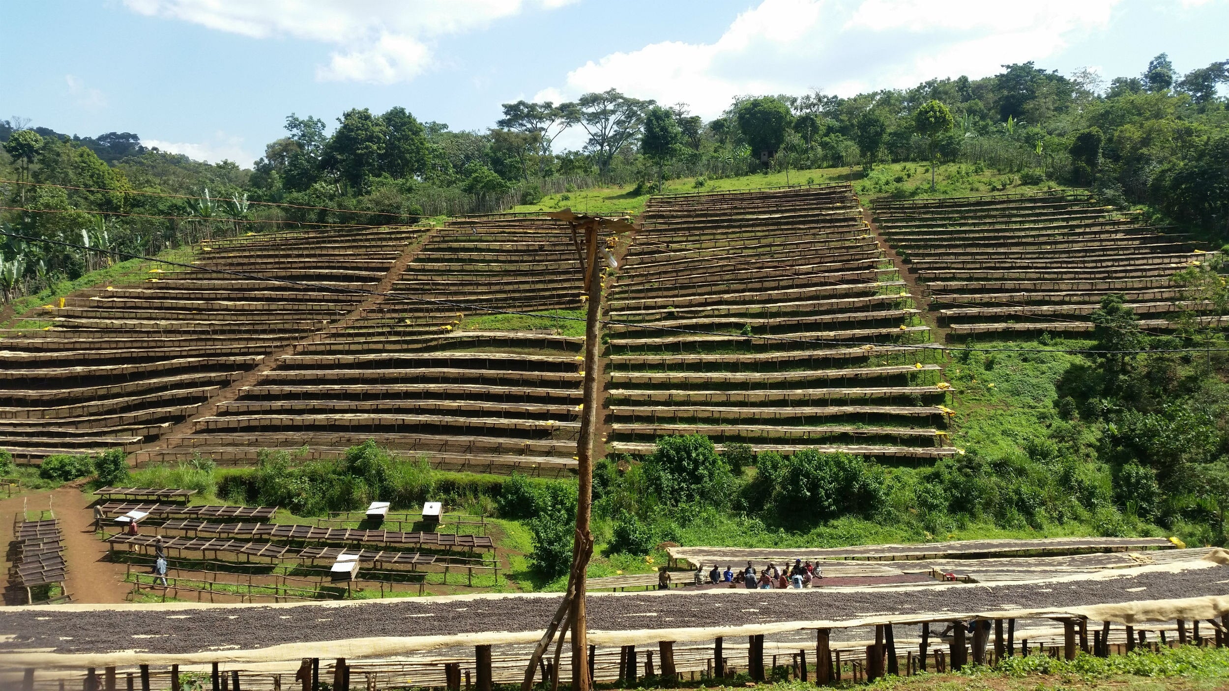 supremo-shakiso-espresso-single-origin-bio-thiopien-natural image 4