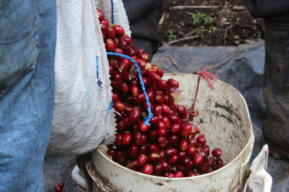 supremo-yellow-pacamara-filterkaffee-microlot-natural image 7