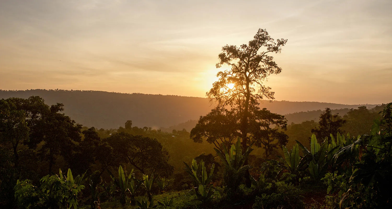supremo-shakiso-espresso-single-origin-bio-thiopien-natural image 3