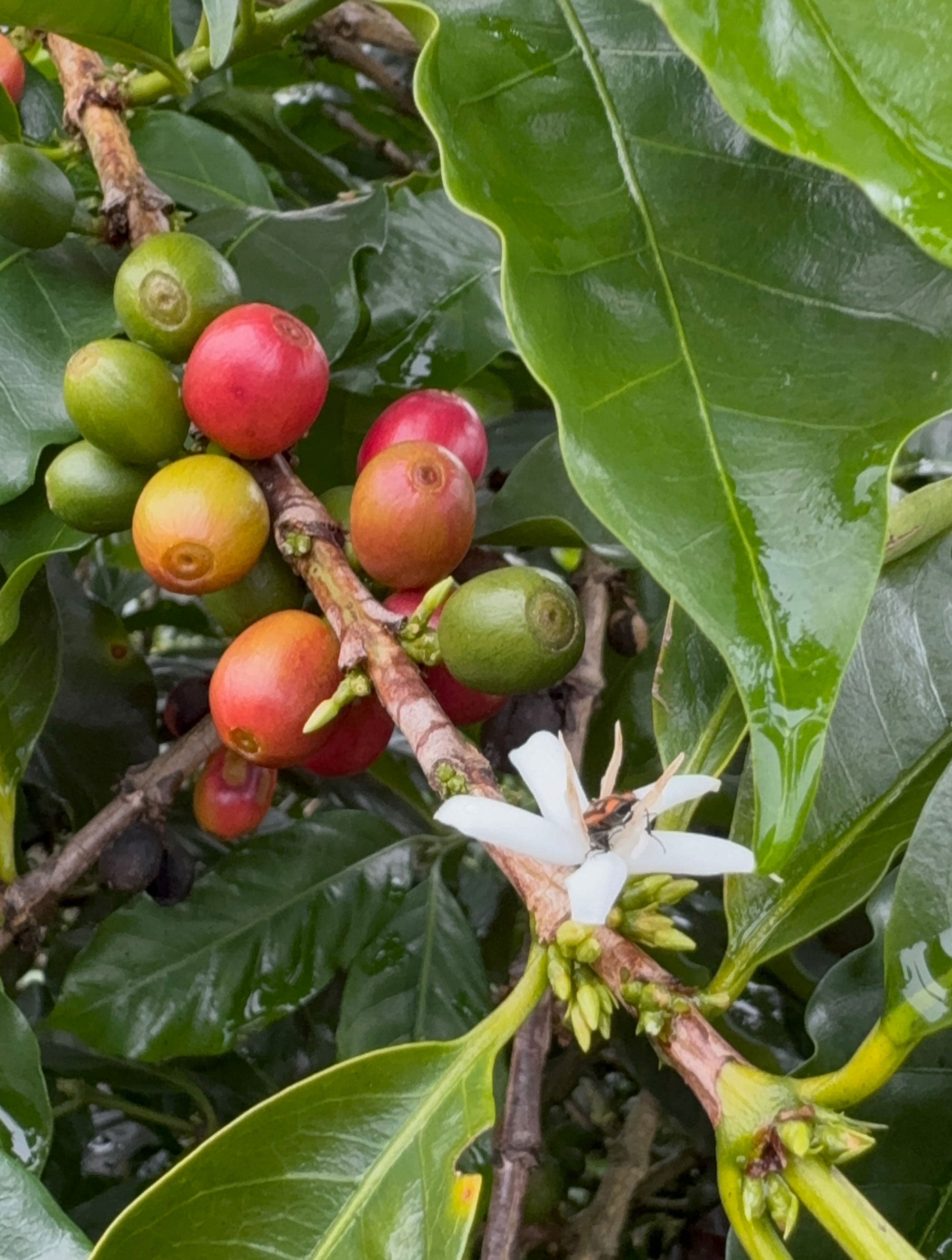 supremo-las-hermanas-filterkaffee-costa-rica-washed image 8