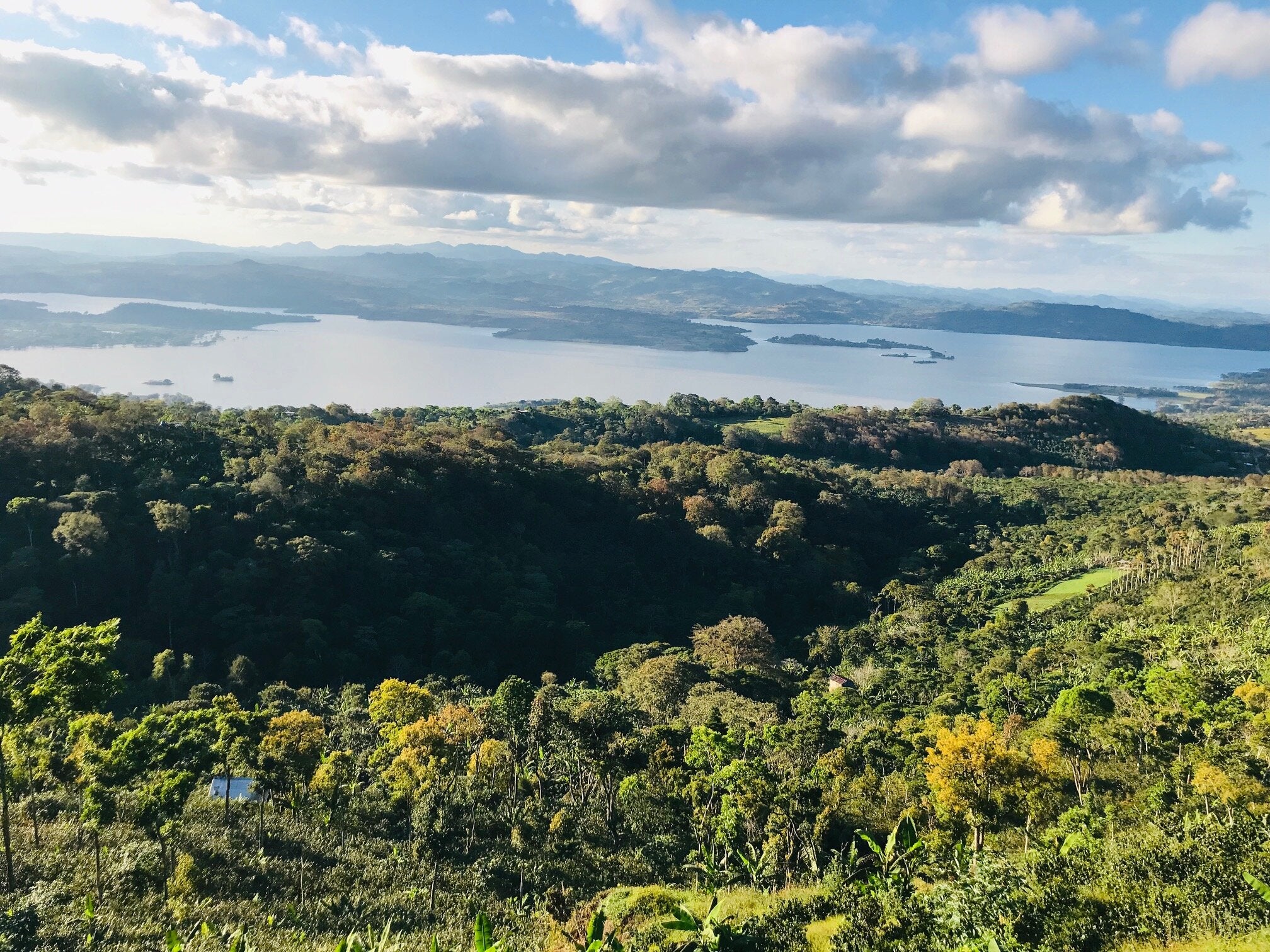 supremo-wingo-star-filterkaffee-washed-yellow-pacamara-microlot-aus-nicaragua image 7