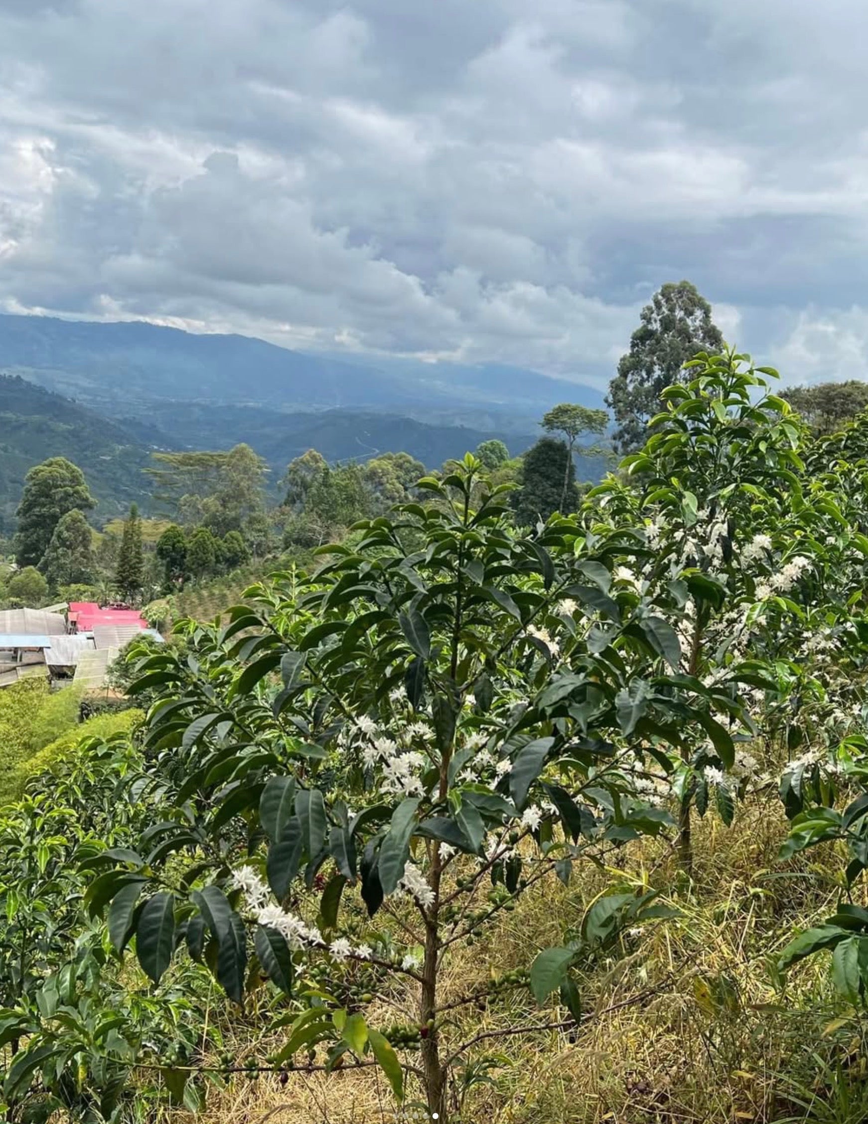 supremo-pink-bourbon-kolumbien-microlot-finca-el-diviso-washed image 3