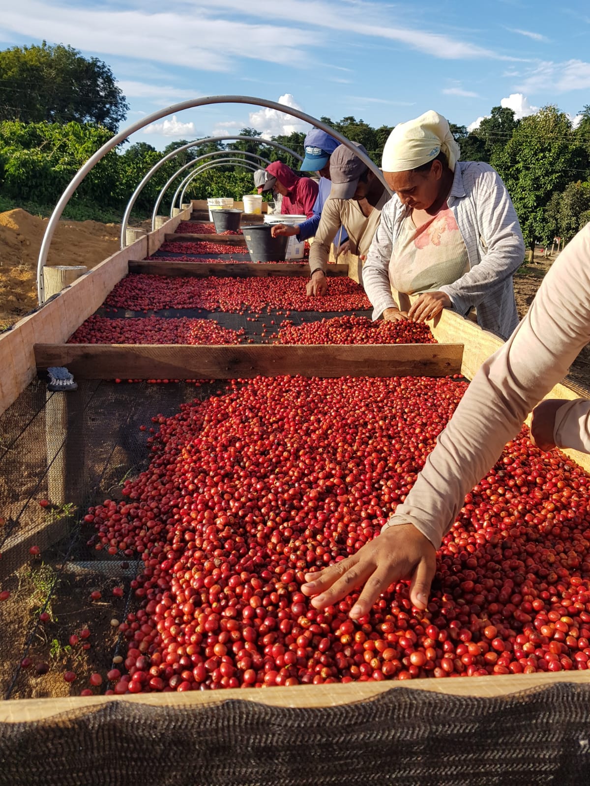 supremo-fazenda-venturim-espresso-brasilien-100-robusta image 4