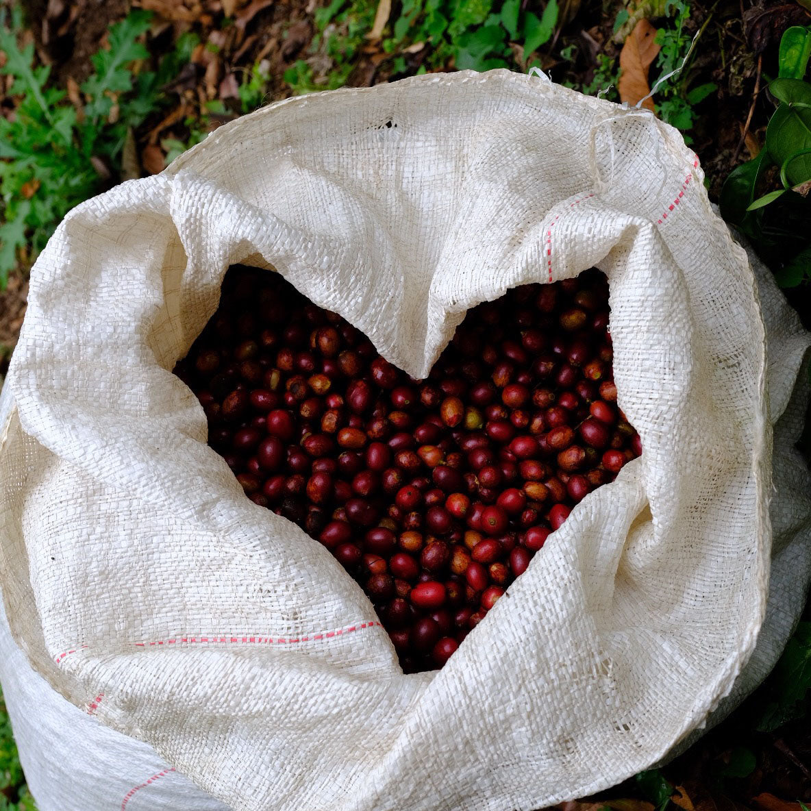 elbgold-la-dalia-filterkaffee image 2