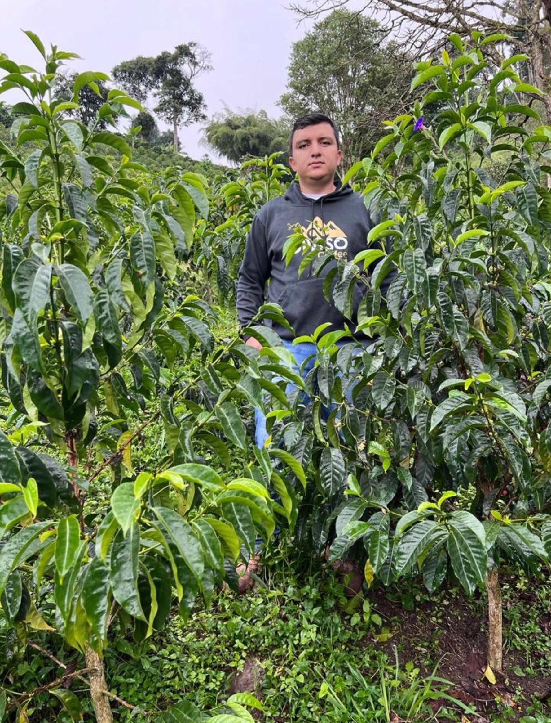 supremo-pink-bourbon-kolumbien-microlot-finca-el-diviso-washed image 4