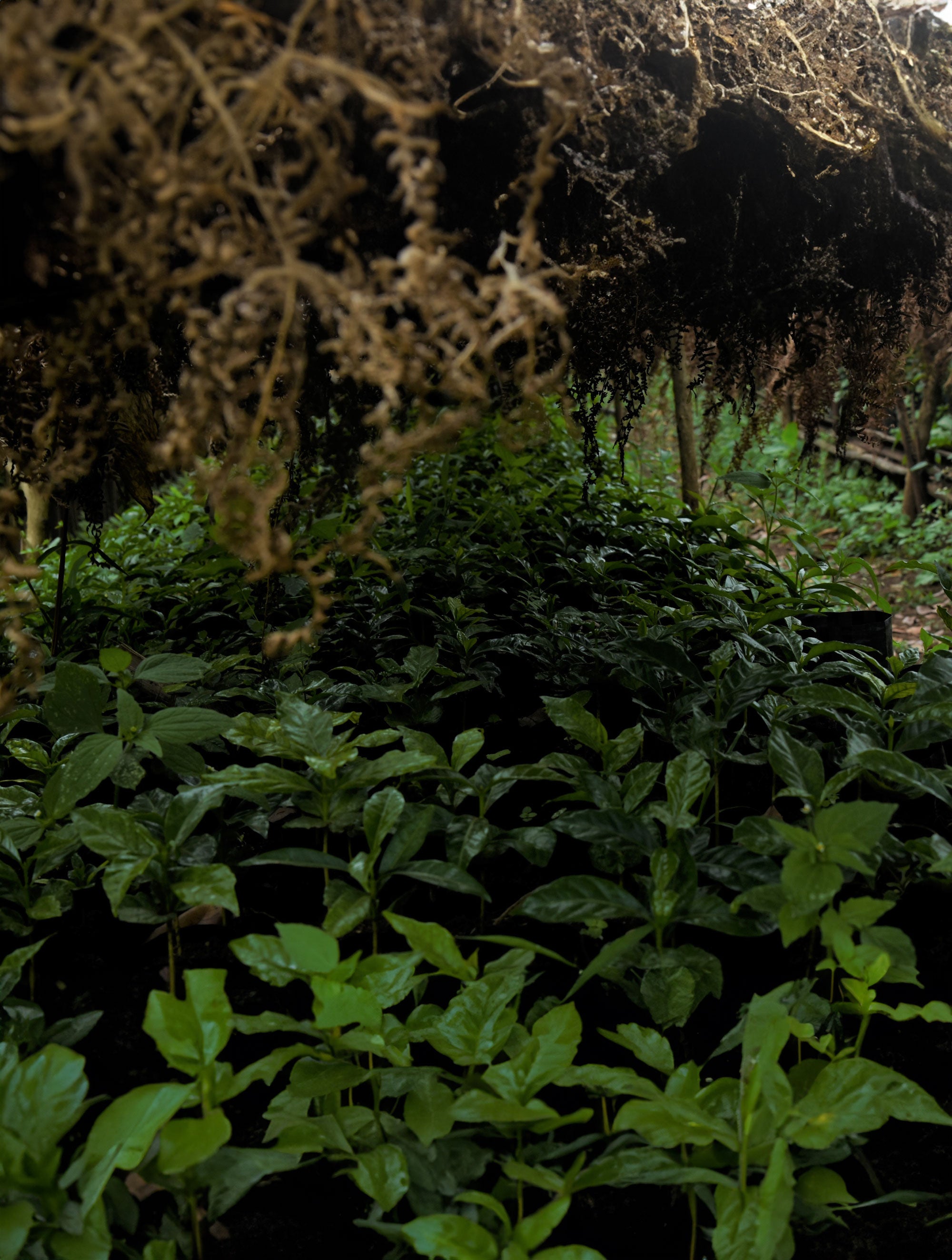 supremo-guji-bio-thiopien-filterkaffee-washed image 7