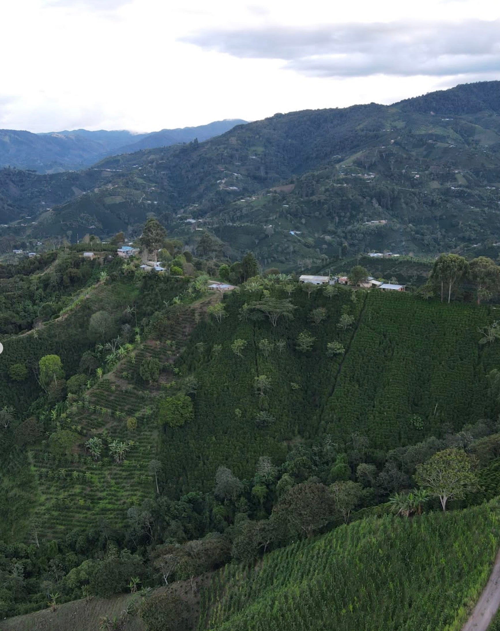 supremo-pink-bourbon-kolumbien-microlot-finca-el-diviso-washed image 2