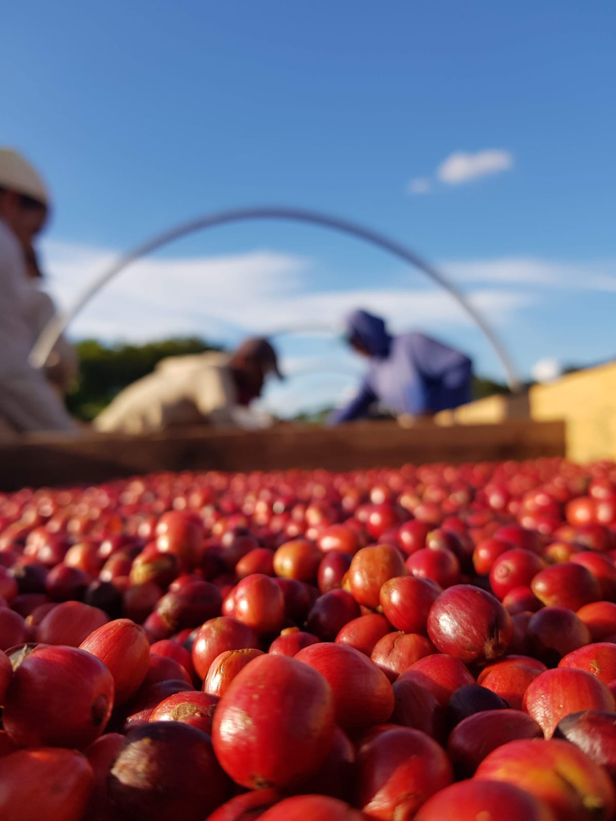 supremo-fazenda-venturim-espresso-brasilien-100-robusta image 5