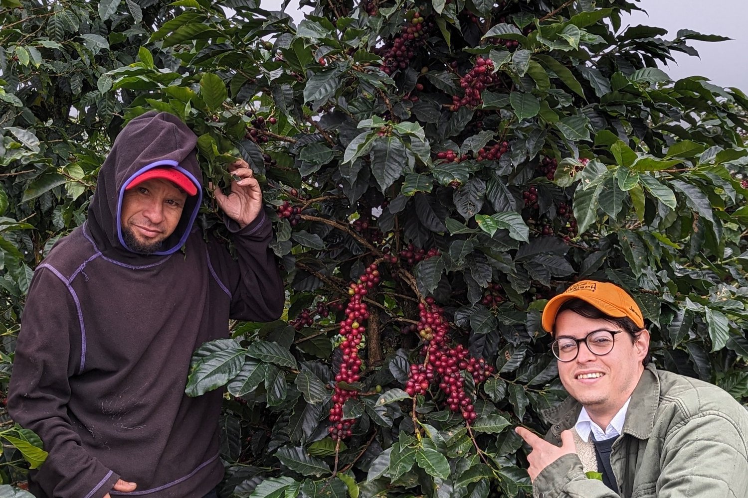 supremo-wingo-star-filterkaffee-washed-yellow-pacamara-microlot-aus-nicaragua image 4