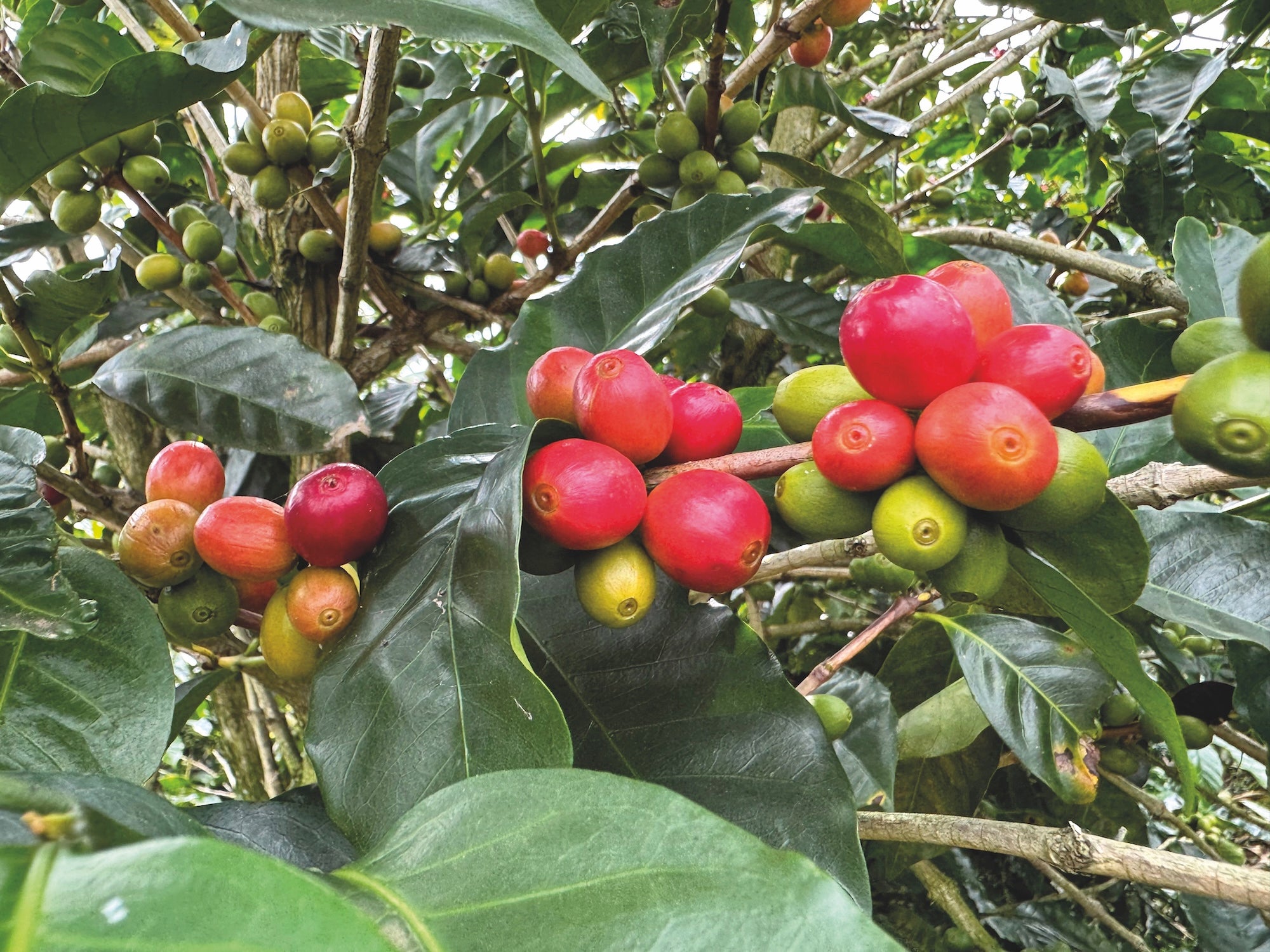 supremo-to-o-wush-wush-costa-rica-microlot-filterkaffee image 7