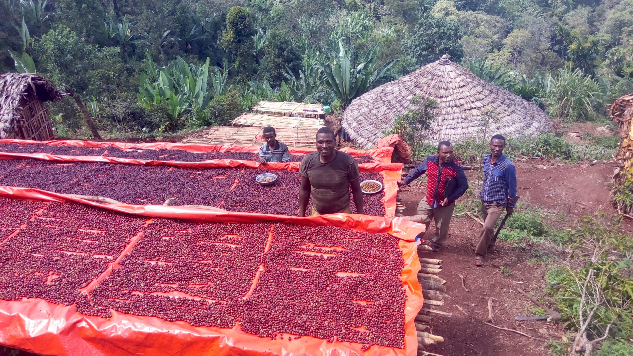 supremo-shakiso-espresso-single-origin-bio-thiopien-natural image 8