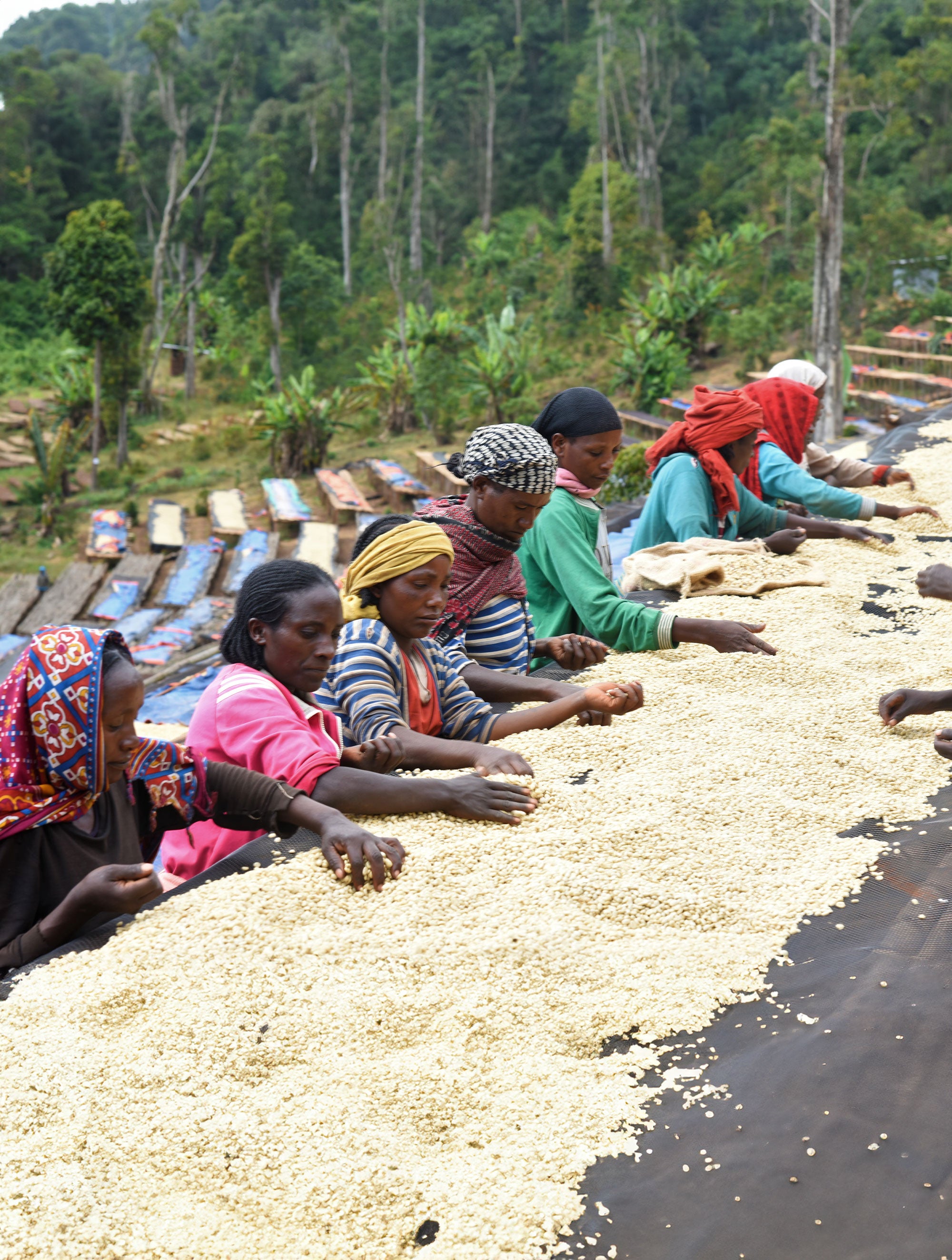 supremo-guji-bio-thiopien-filterkaffee-washed image 4
