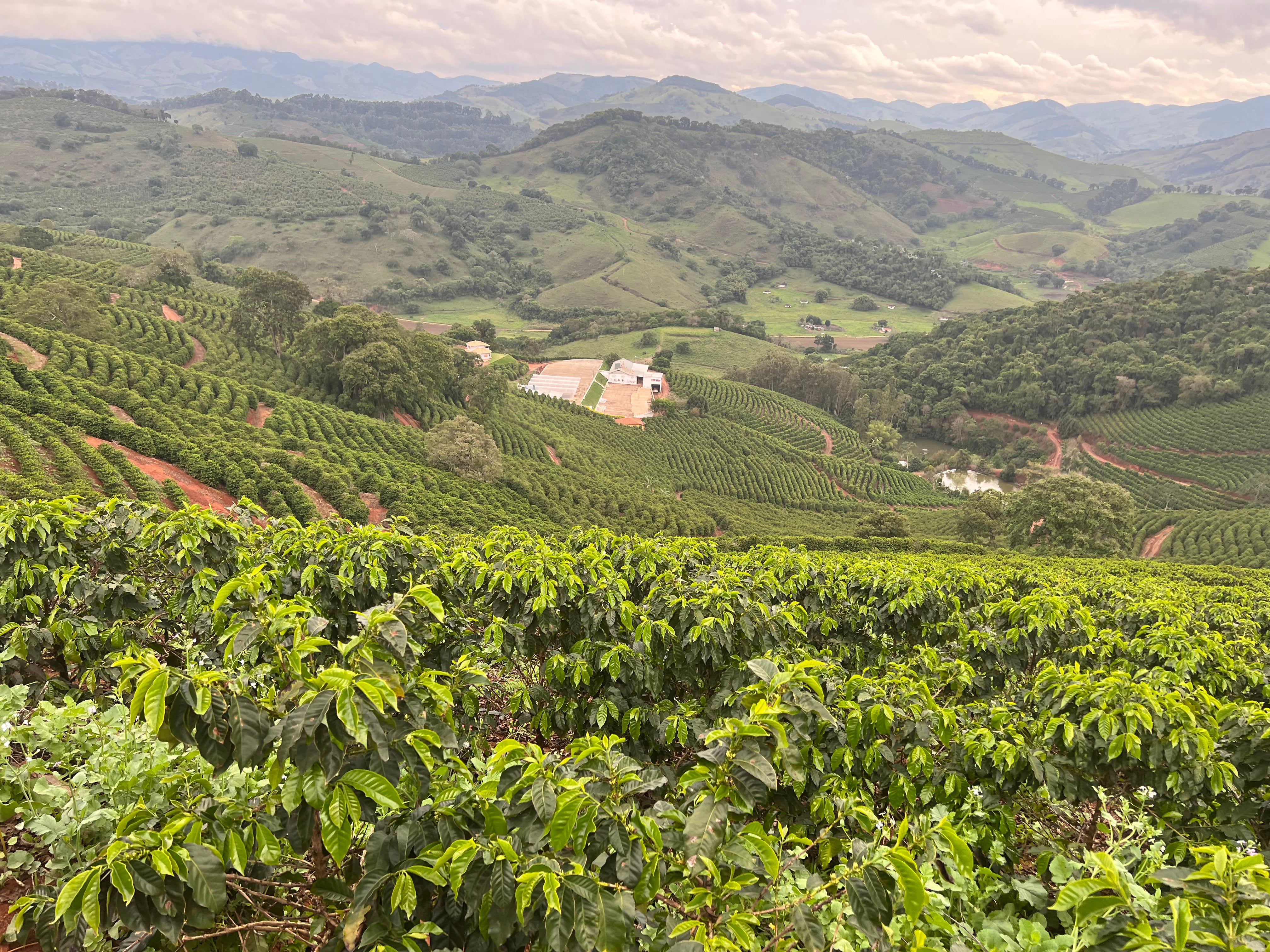 supremo-sitio-baix-dao-brasilien-filterkaffee-yellow-catuca-natural-cup-of-excel image 8
