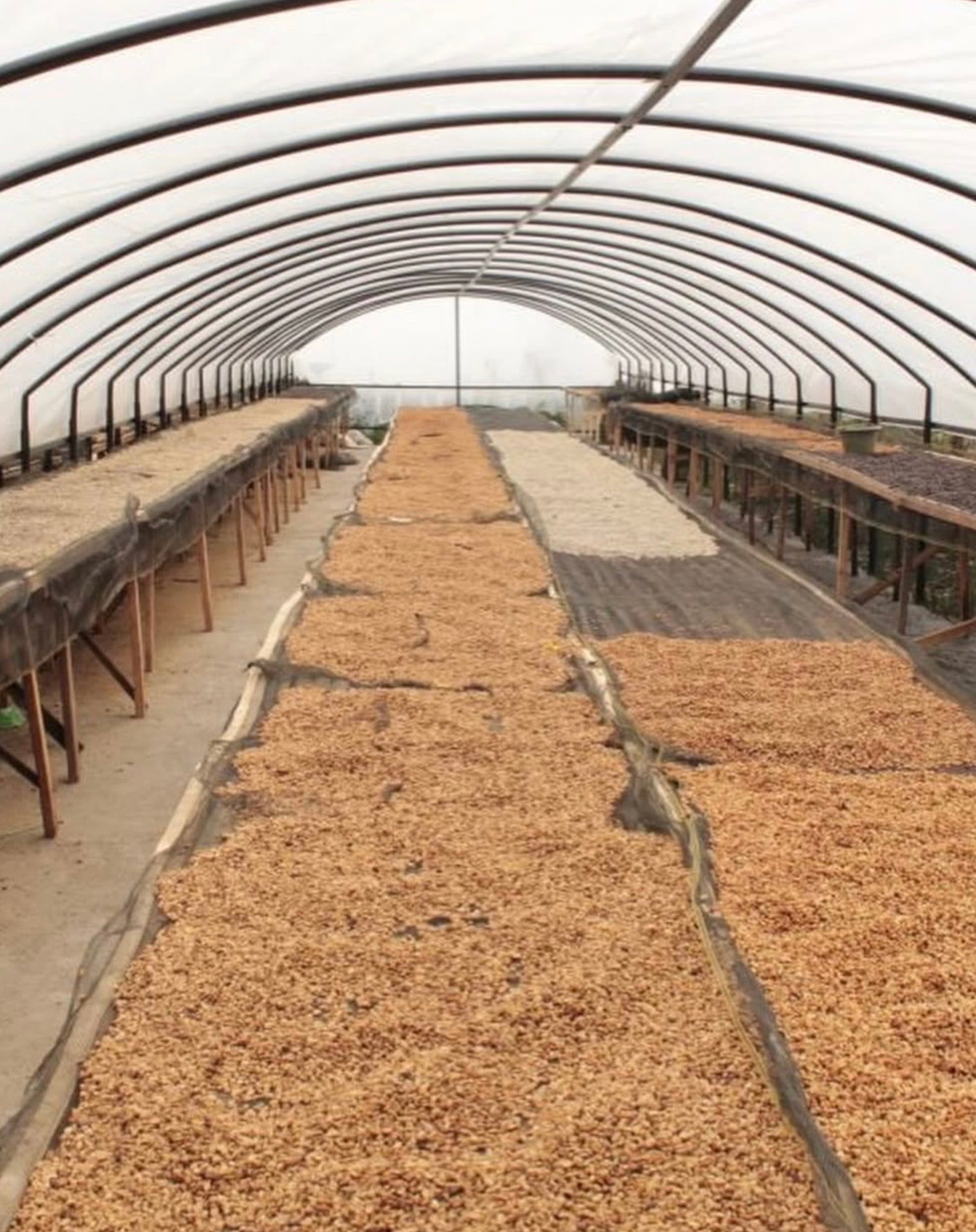 supremo-pink-bourbon-kolumbien-microlot-finca-el-diviso-washed image 7