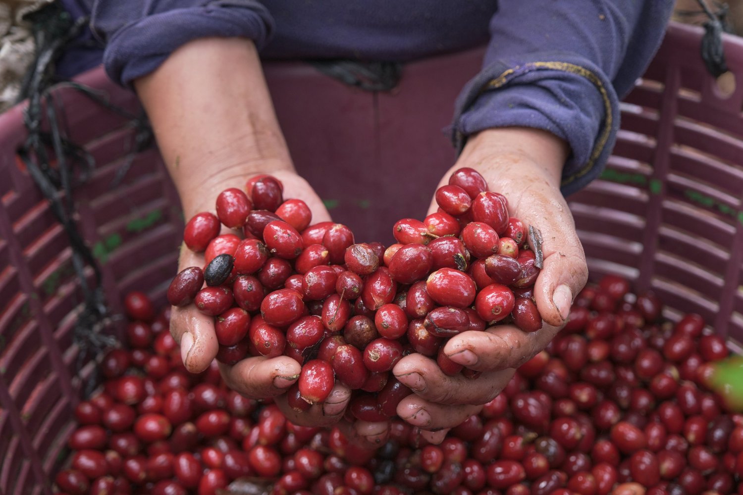 supremo-yellow-pacamara-filterkaffee-microlot-natural image 8