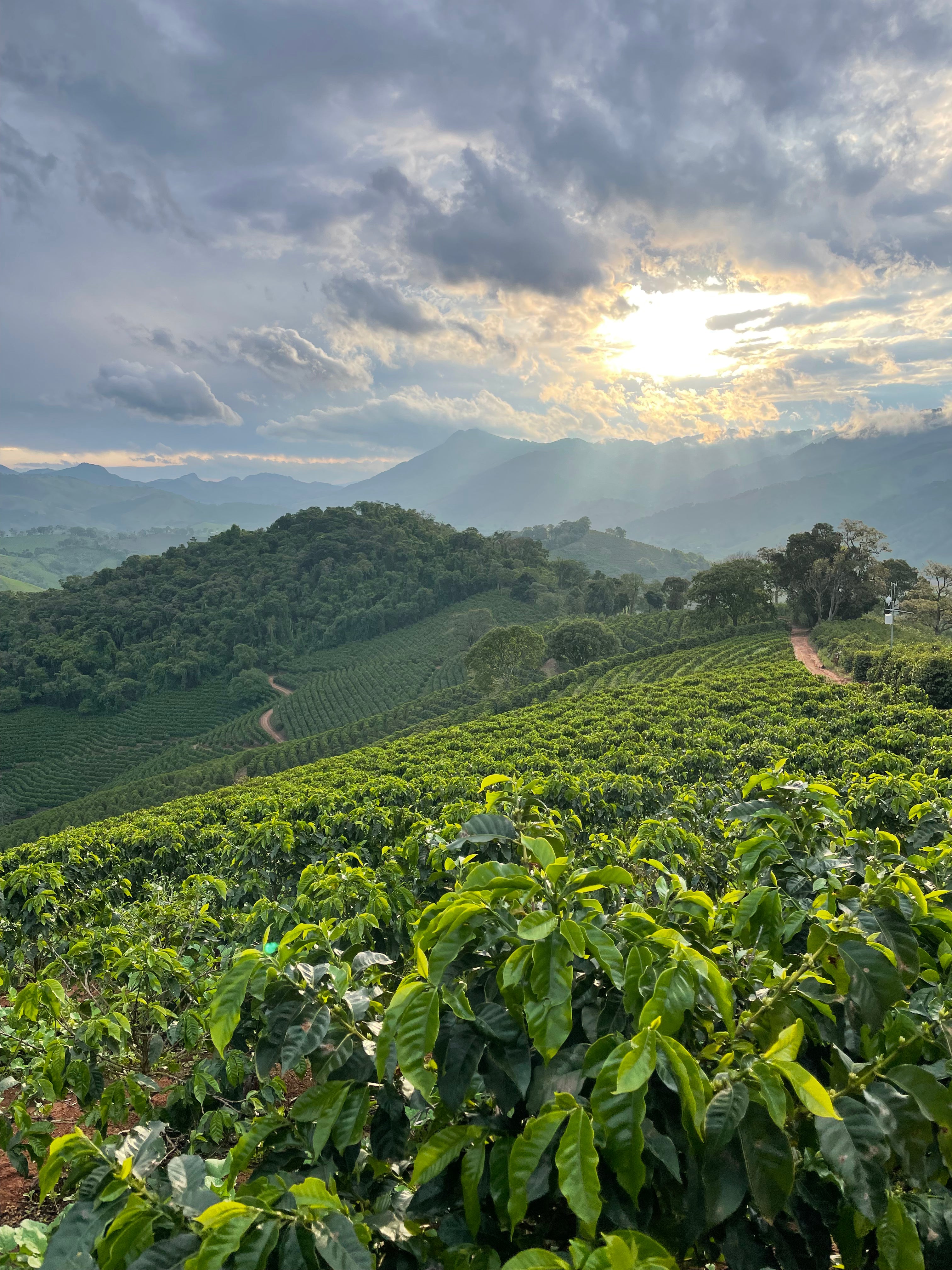 supremo-sitio-baix-dao-brasilien-filterkaffee-yellow-catuca-natural-cup-of-excel image 5