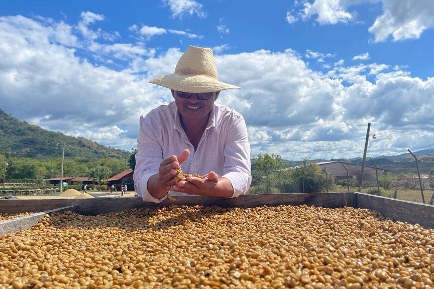 supremo-yellow-pacamara-filterkaffee-microlot-natural image 6