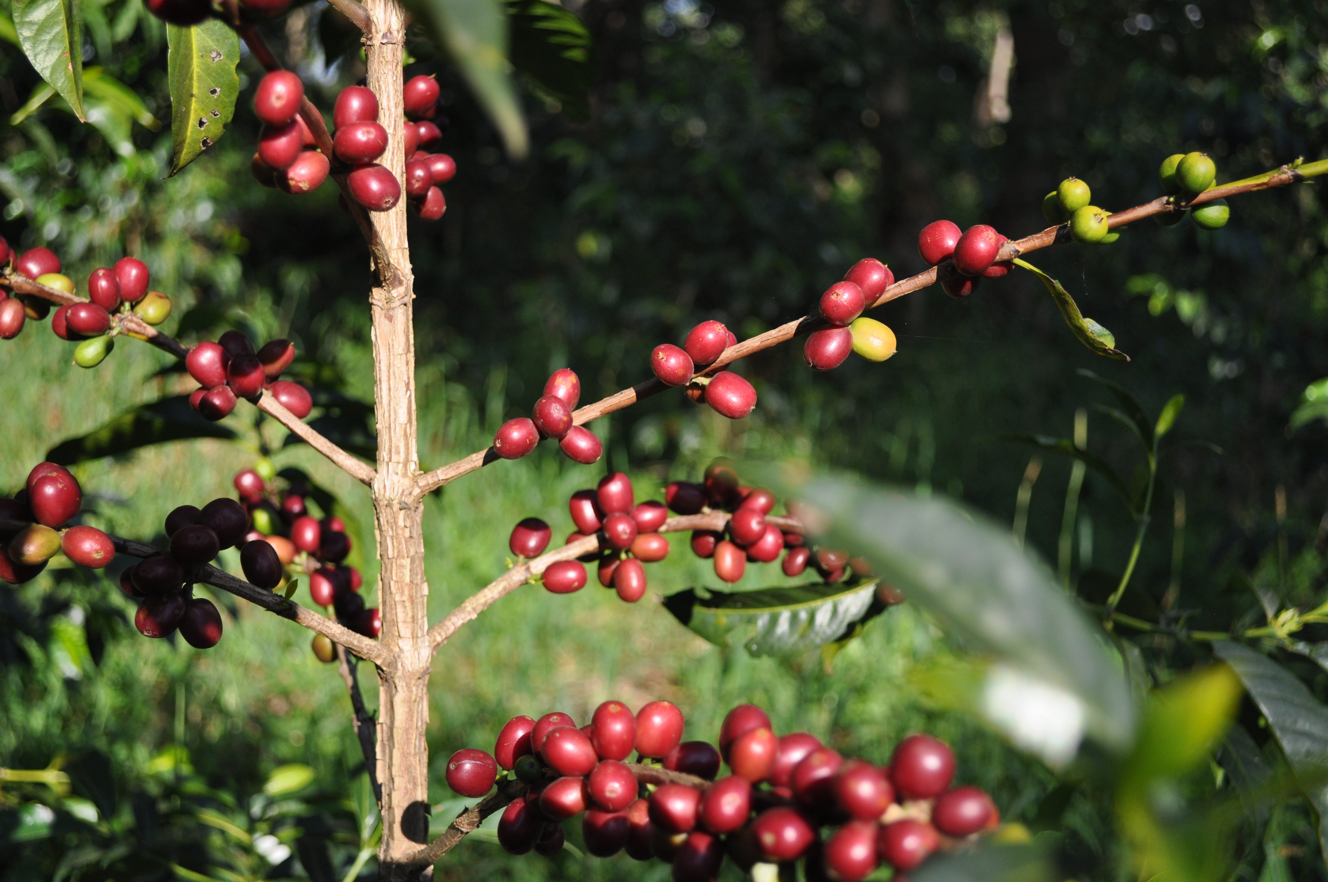 supremo-shakiso-espresso-single-origin-bio-thiopien-natural image 7