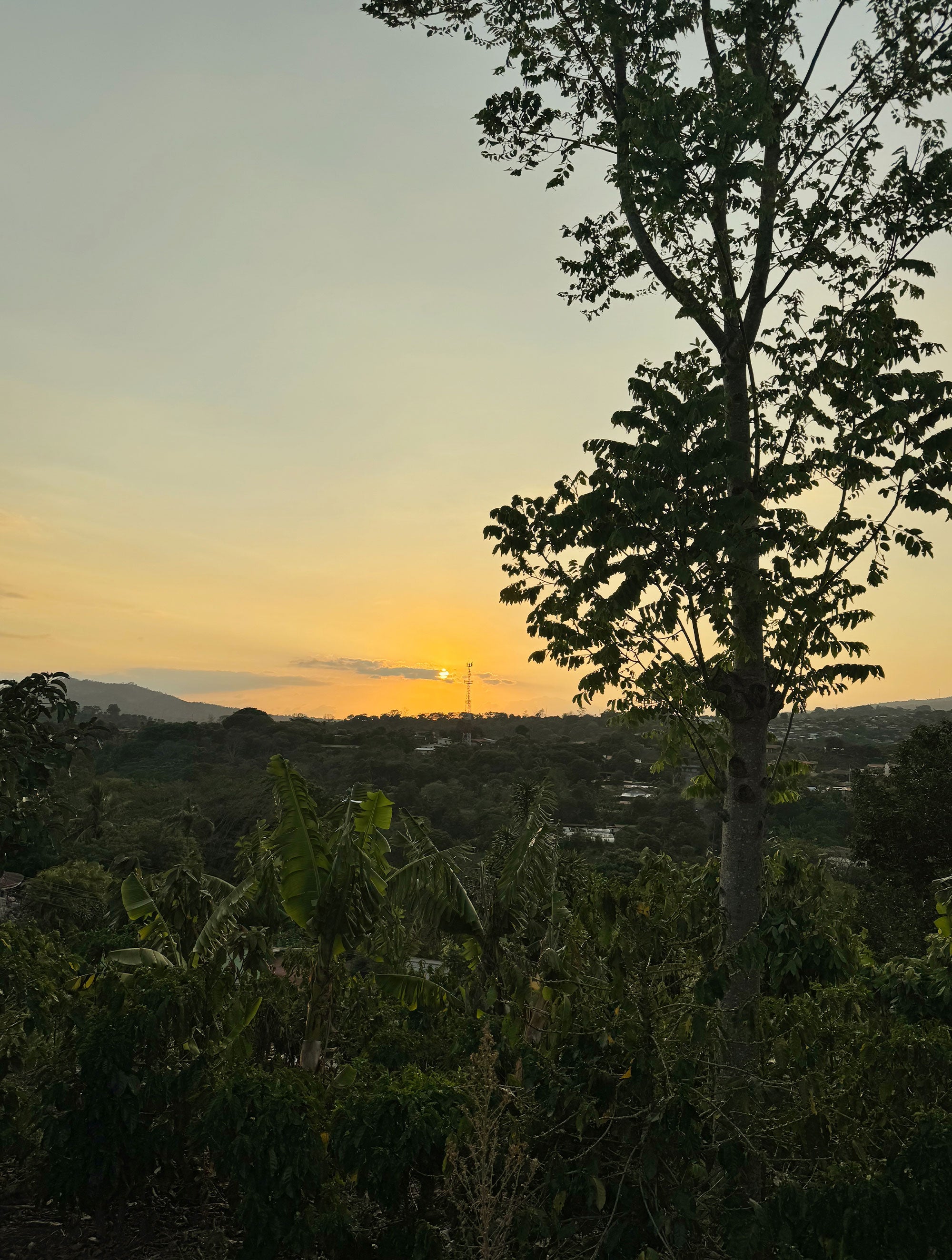 supremo-familia-perez-costa-rica-yellow-honey-filterkaffee-micro-lot image 7