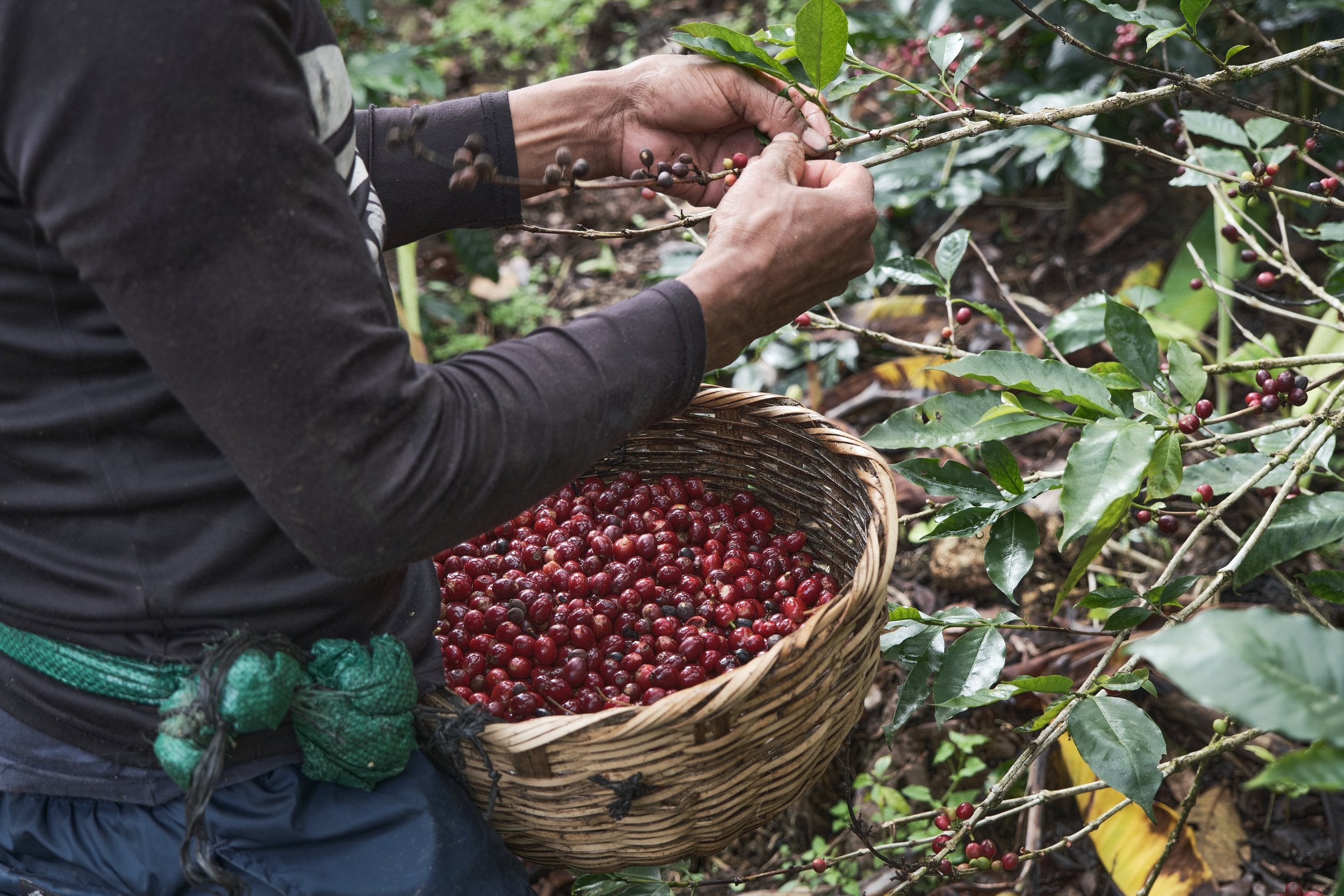 supremo-yellow-pacamara-filterkaffee-microlot-natural image 3