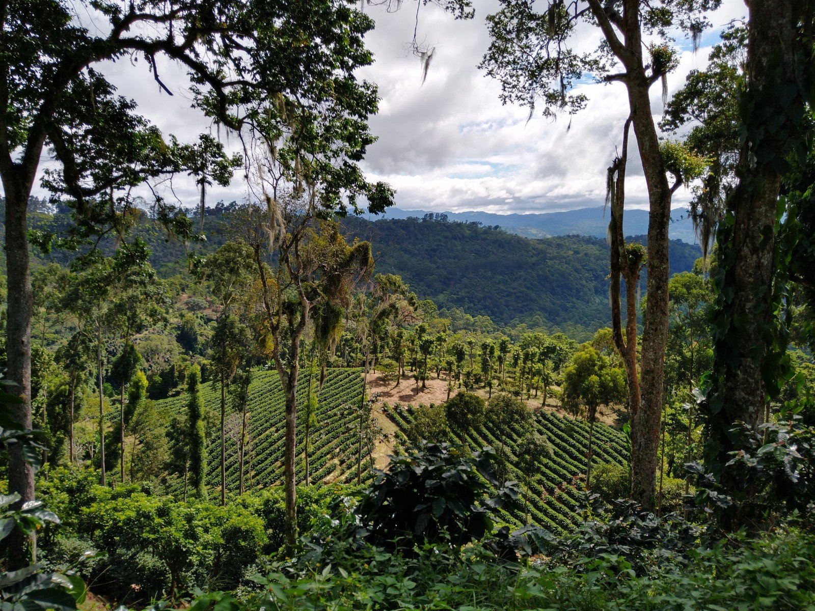 supremo-yellow-pacamara-filterkaffee-microlot-natural image 5