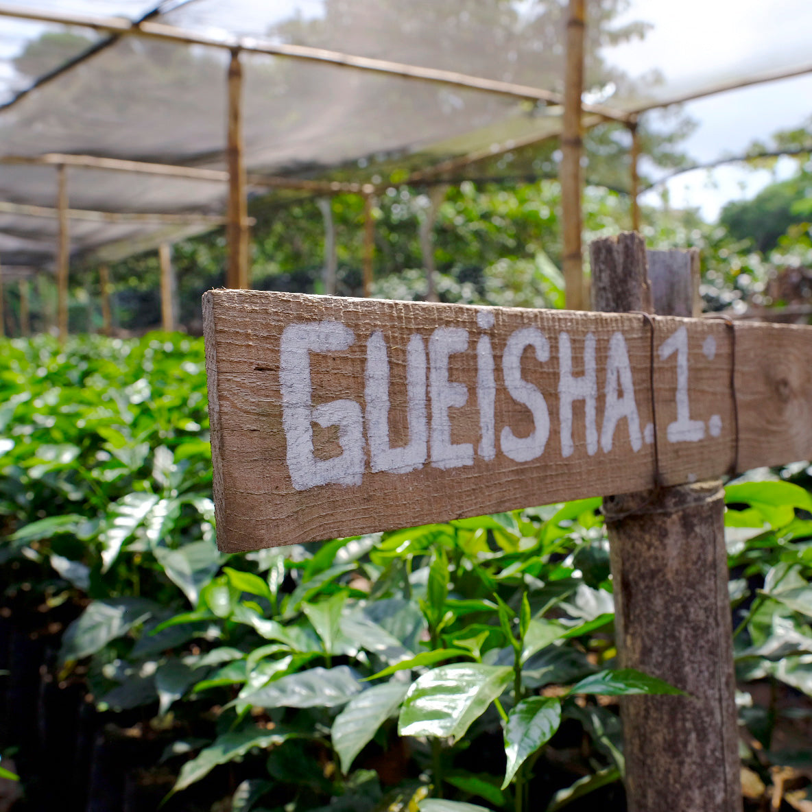 elbgold-las-nubes-geisha-filter-special-edition-costa-rica image 2
