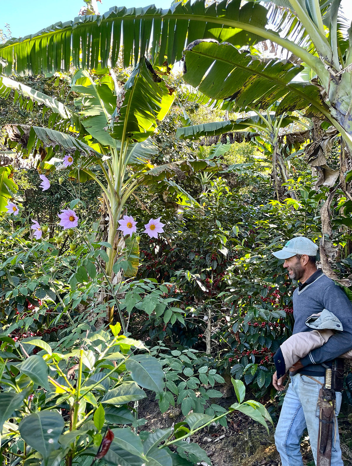 supremo-pura-vida-costa-rica-peaberry-filterkaffee image 4
