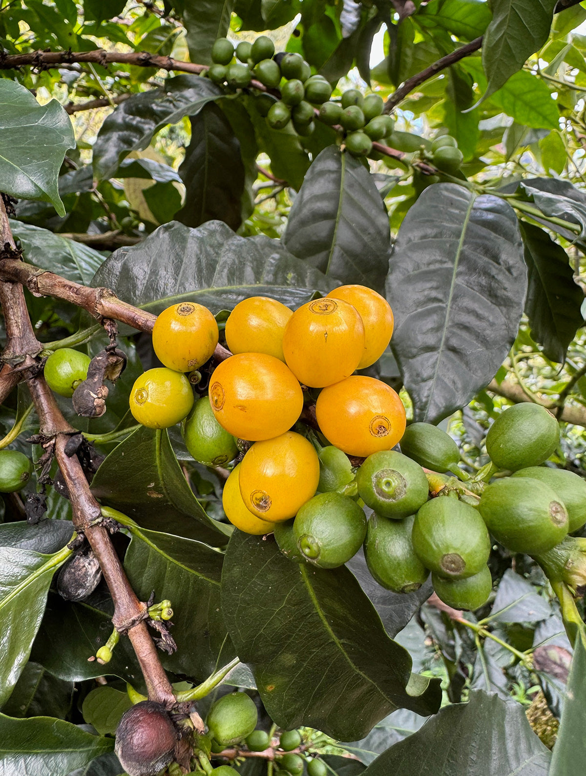 supremo-pura-vida-costa-rica-peaberry-filterkaffee image 3