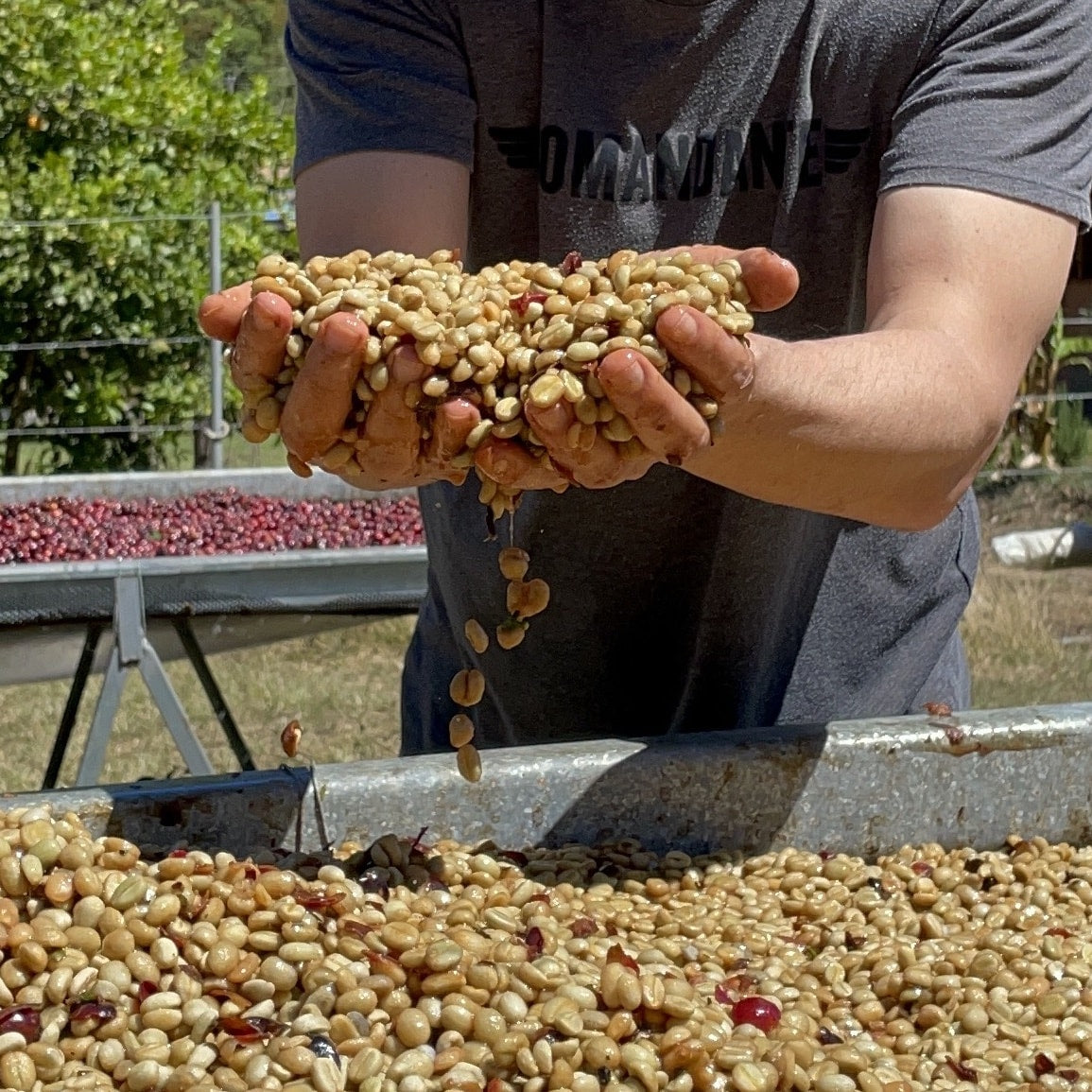 supremo-finca-dona-elsa-single-origin-espresso image 5