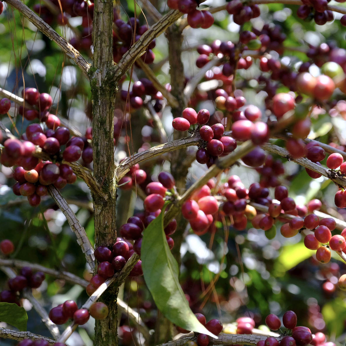 elbgold-mischgold-filterkaffee-blend image 2