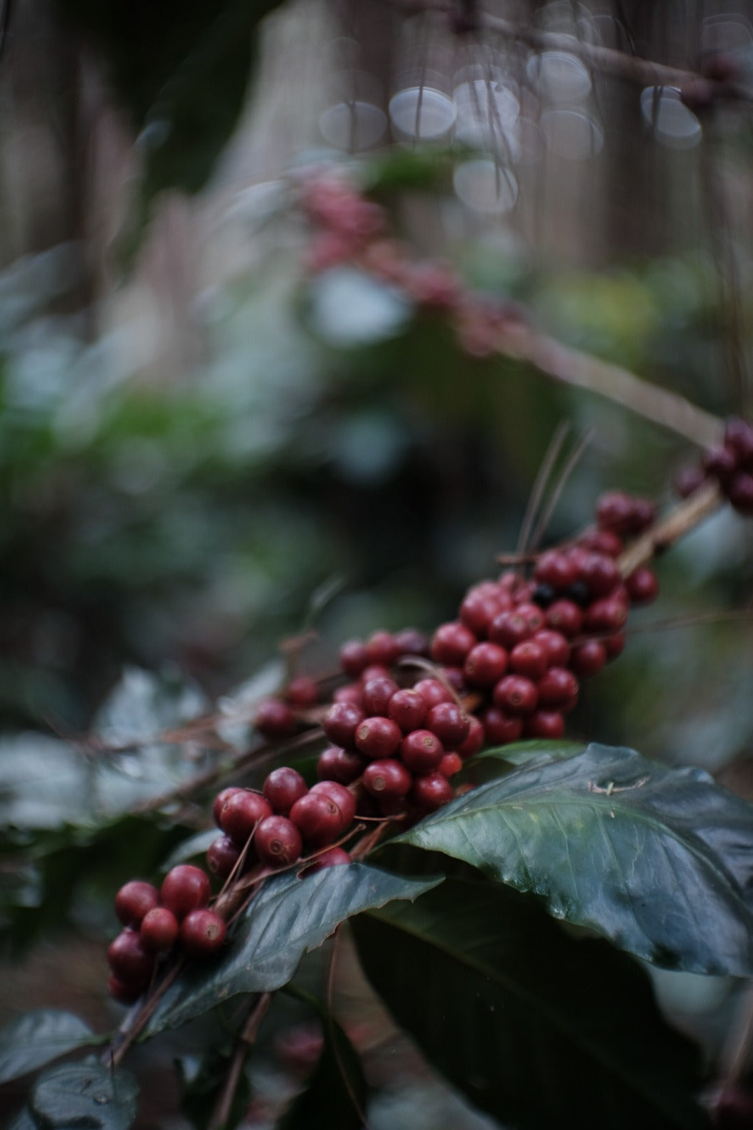 supremo-doi-tung-coe-filterkaffee-thailand-cup-of-excellence image 3