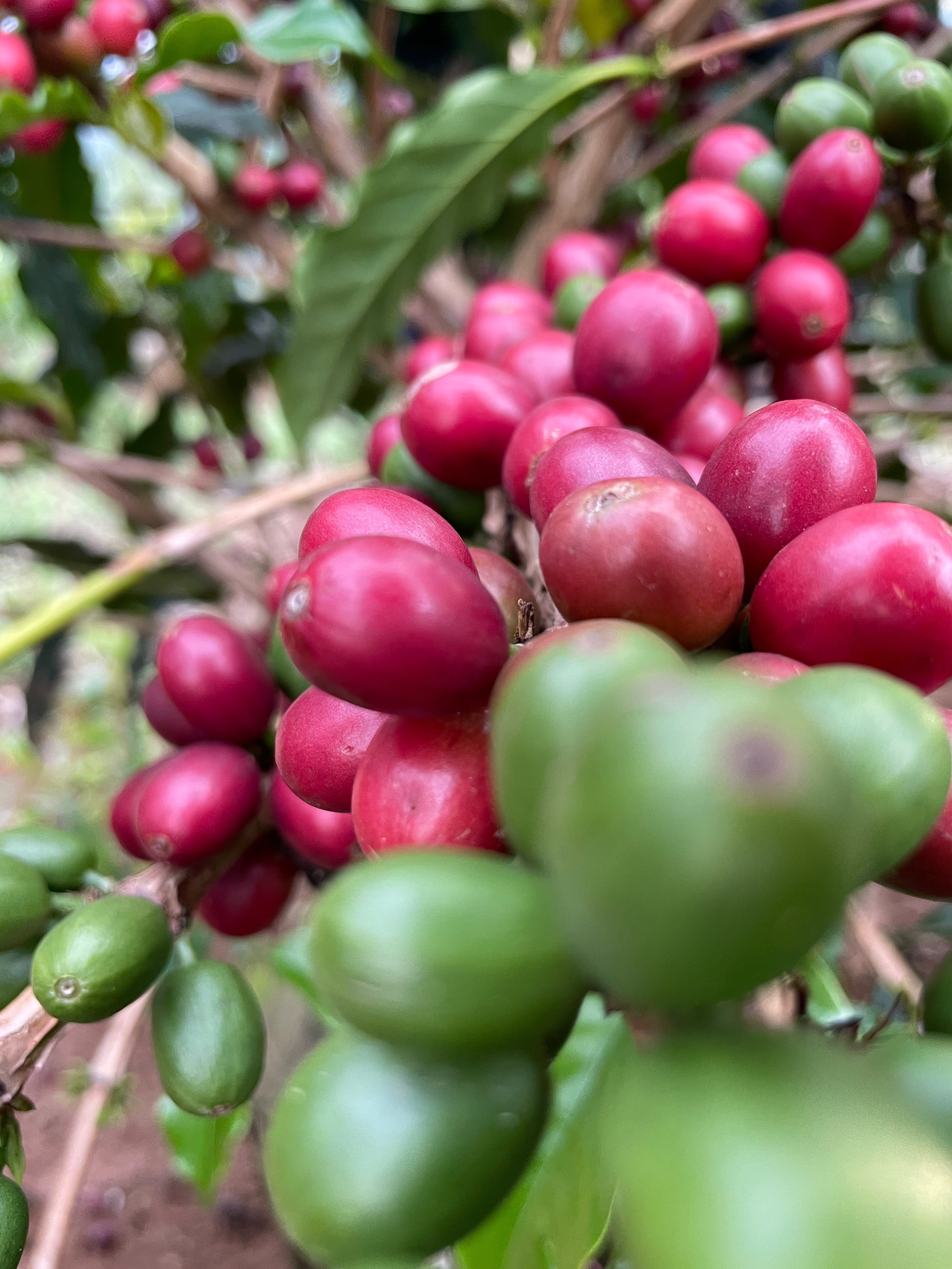 supremo-sitio-baix-dao-brasilien-filterkaffee-yellow-catuca-natural-cup-of-excel image 3