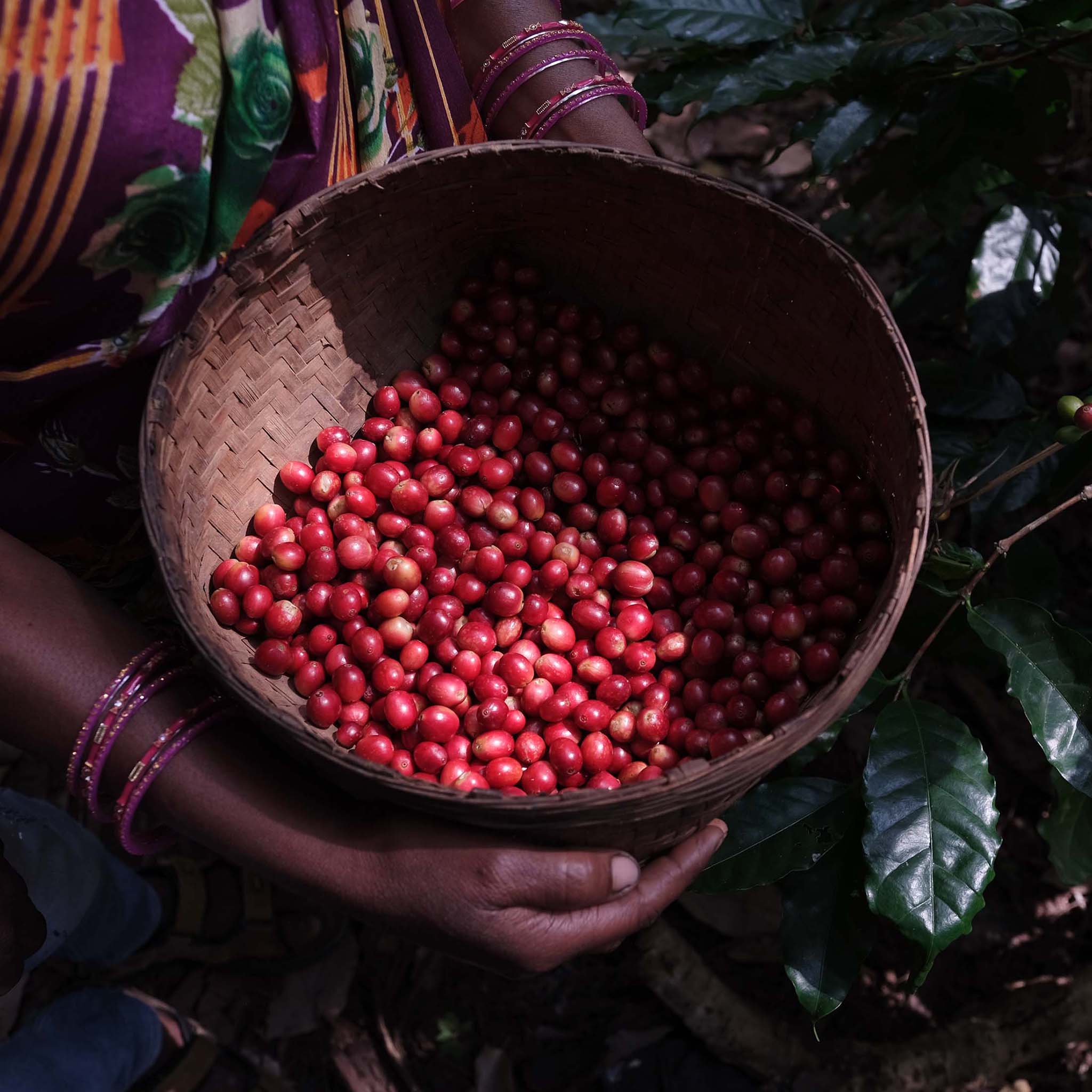 elbgold-red-truck-espresso-indien-araku-valley-espressor-stung image 3